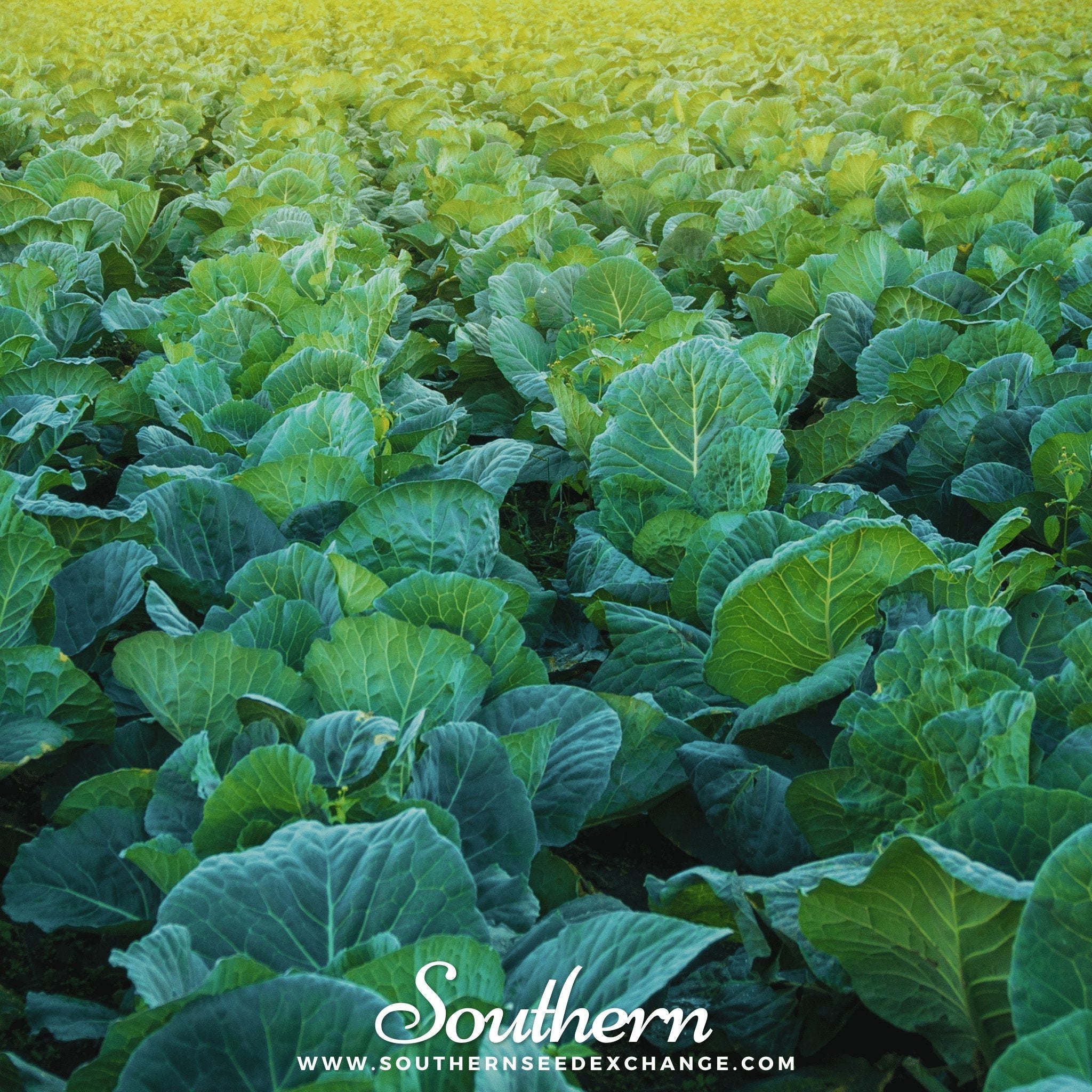 Champion Collard – 100 Seeds