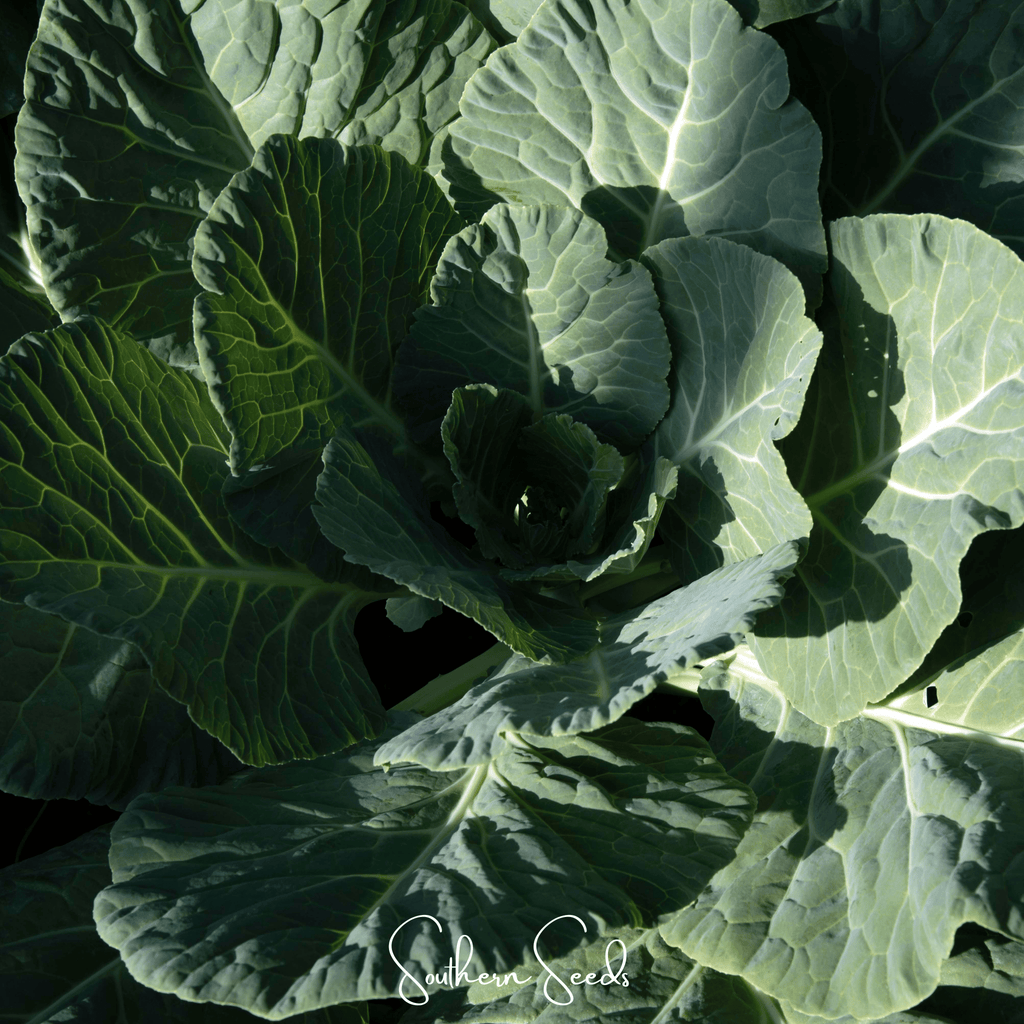 Georgia Collard Greens – 100 Seeds