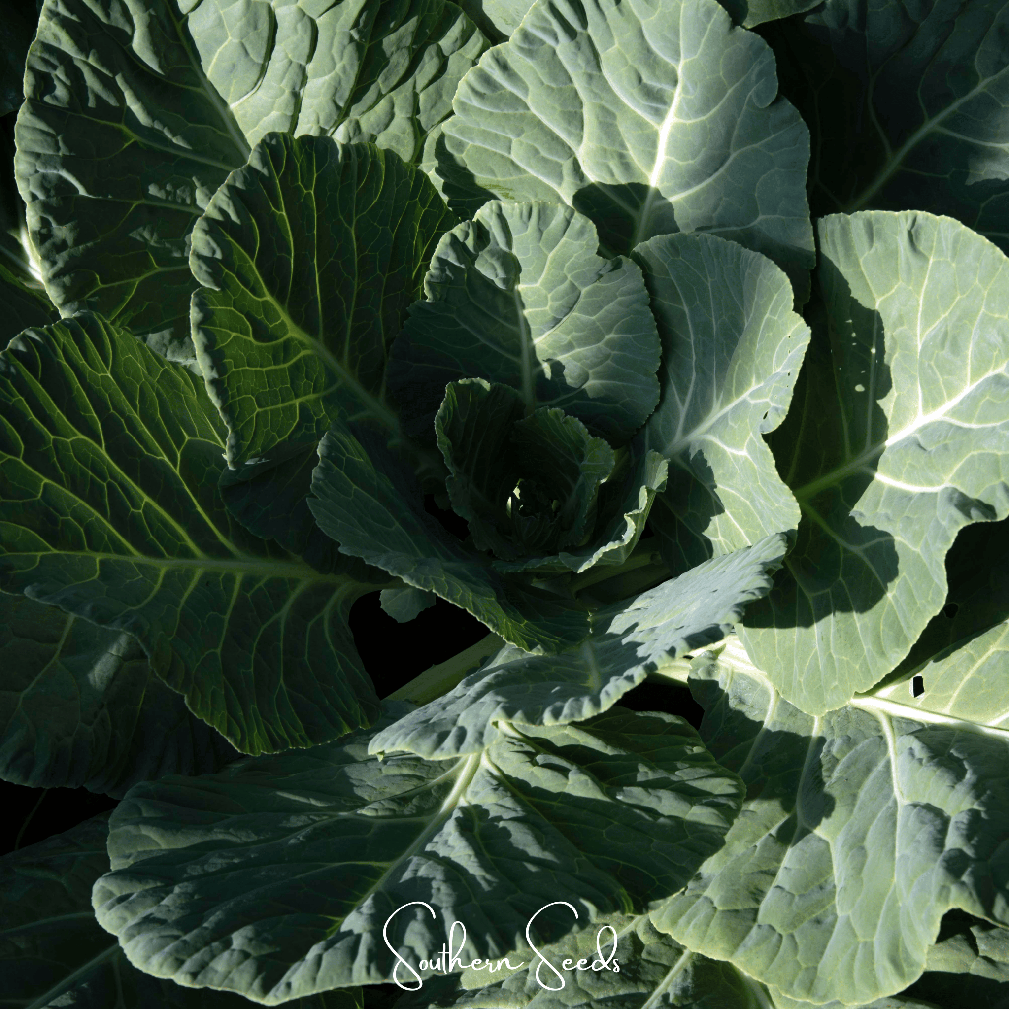 Georgia Collard Greens – 100 Seeds