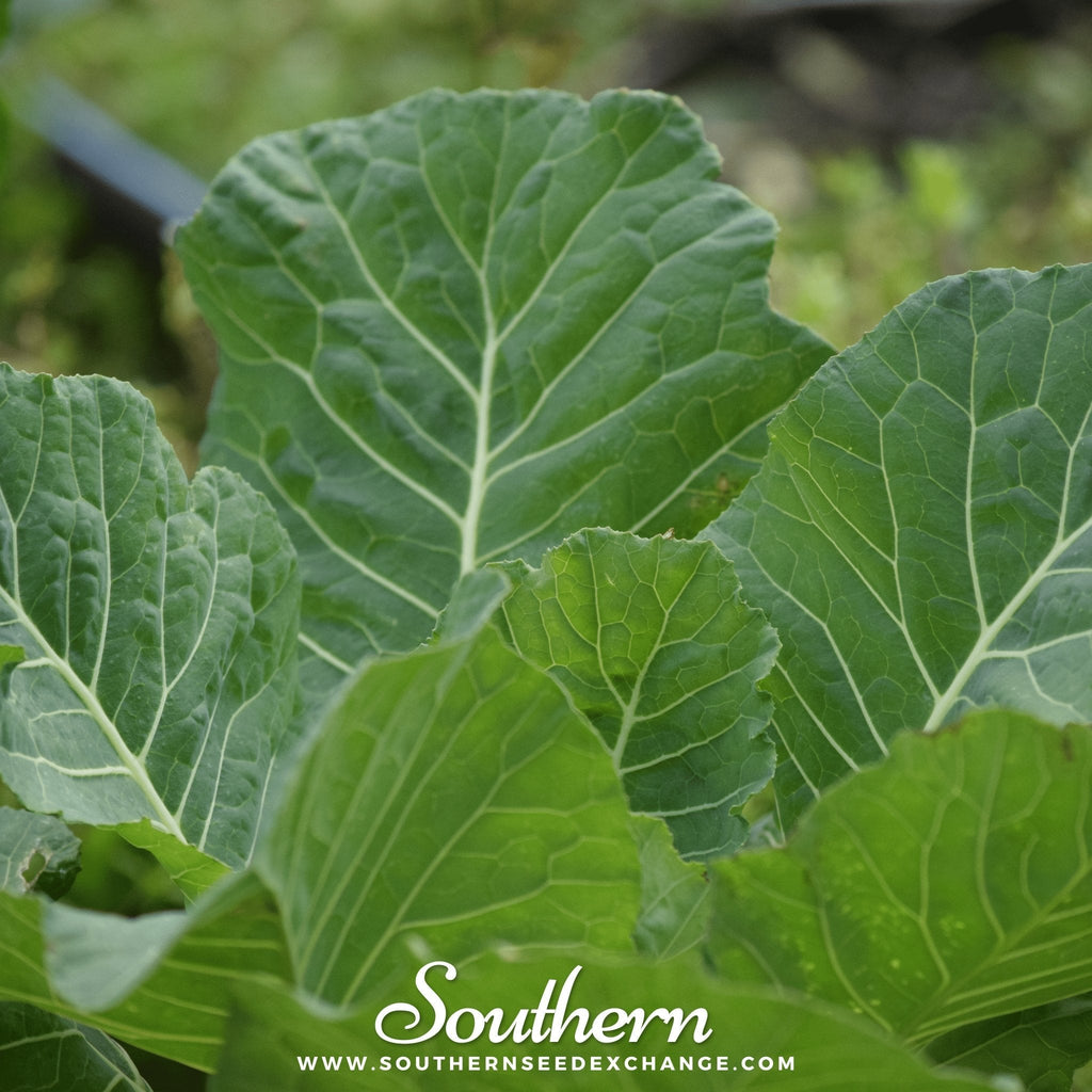 Vates Collard – 200 Seeds