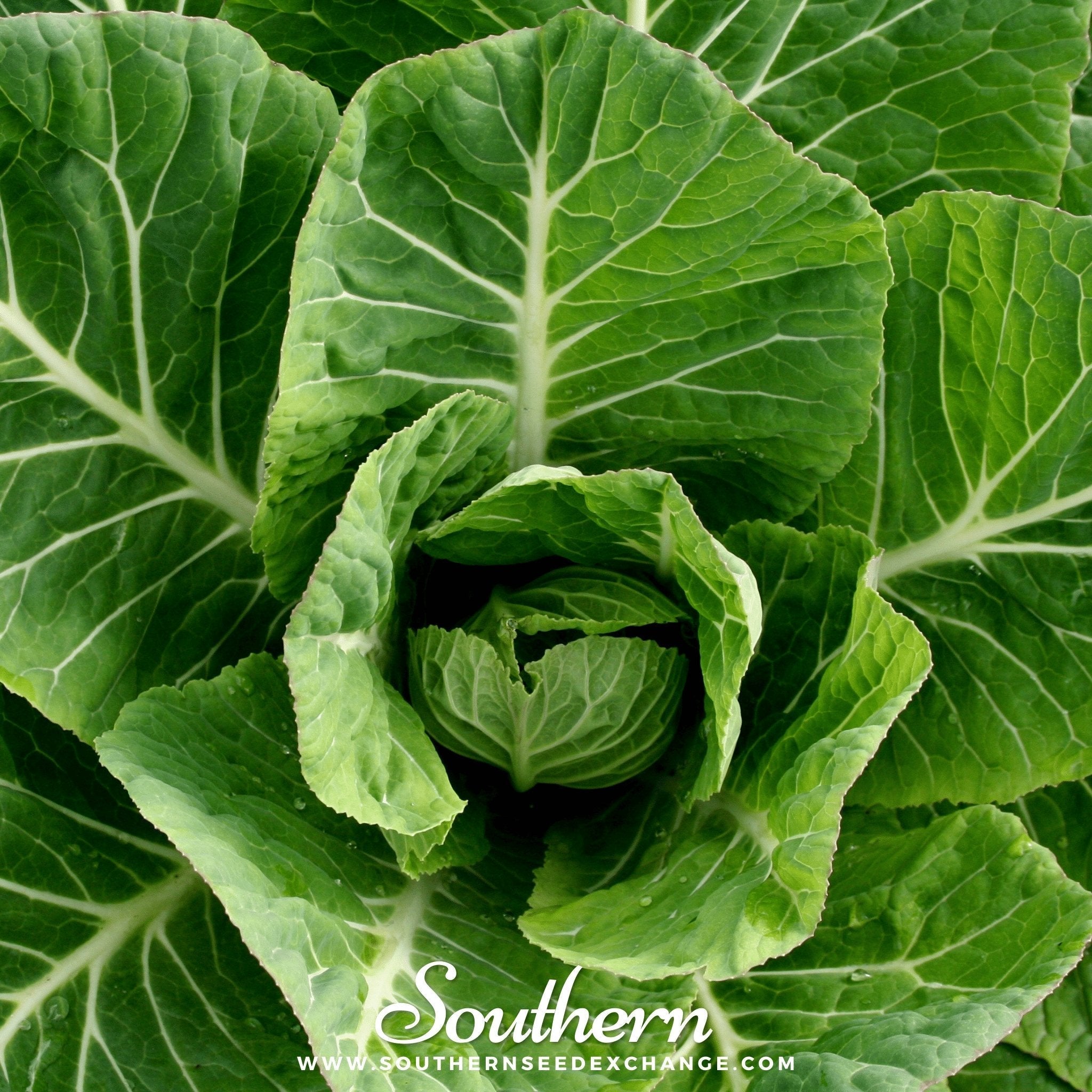 Vates Collard – 200 Seeds