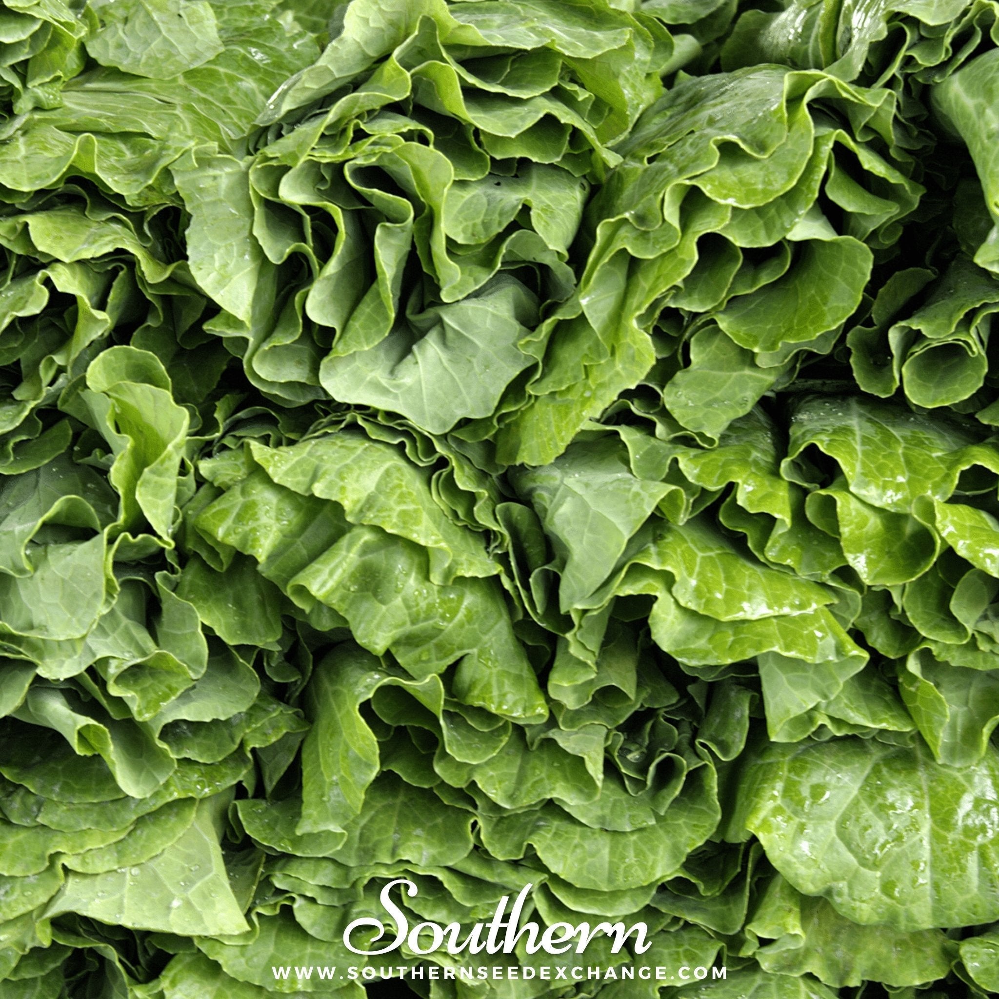 Vates Collard – 200 Seeds