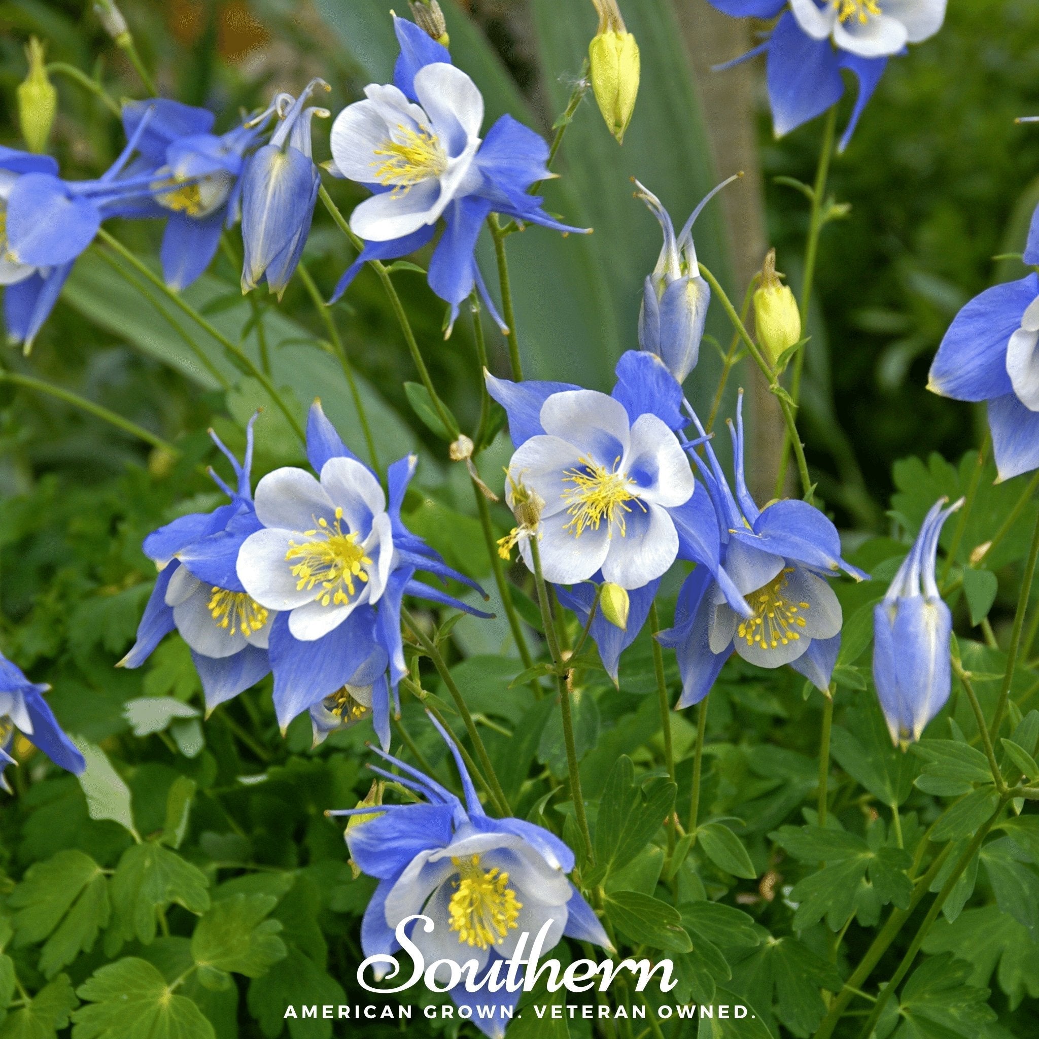 Colorado Blue Columbine – 100 Seeds