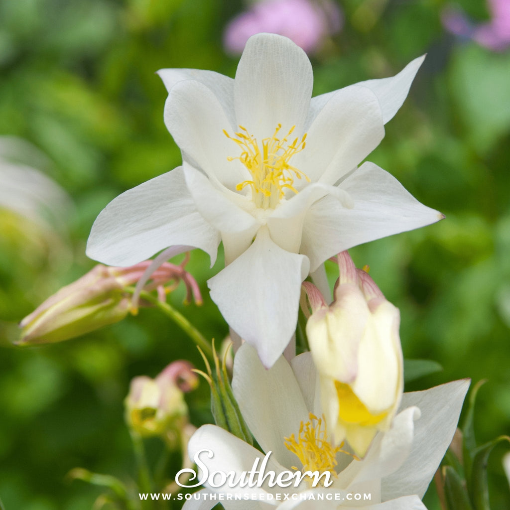 Crystal Star Columbine – 25 Seeds