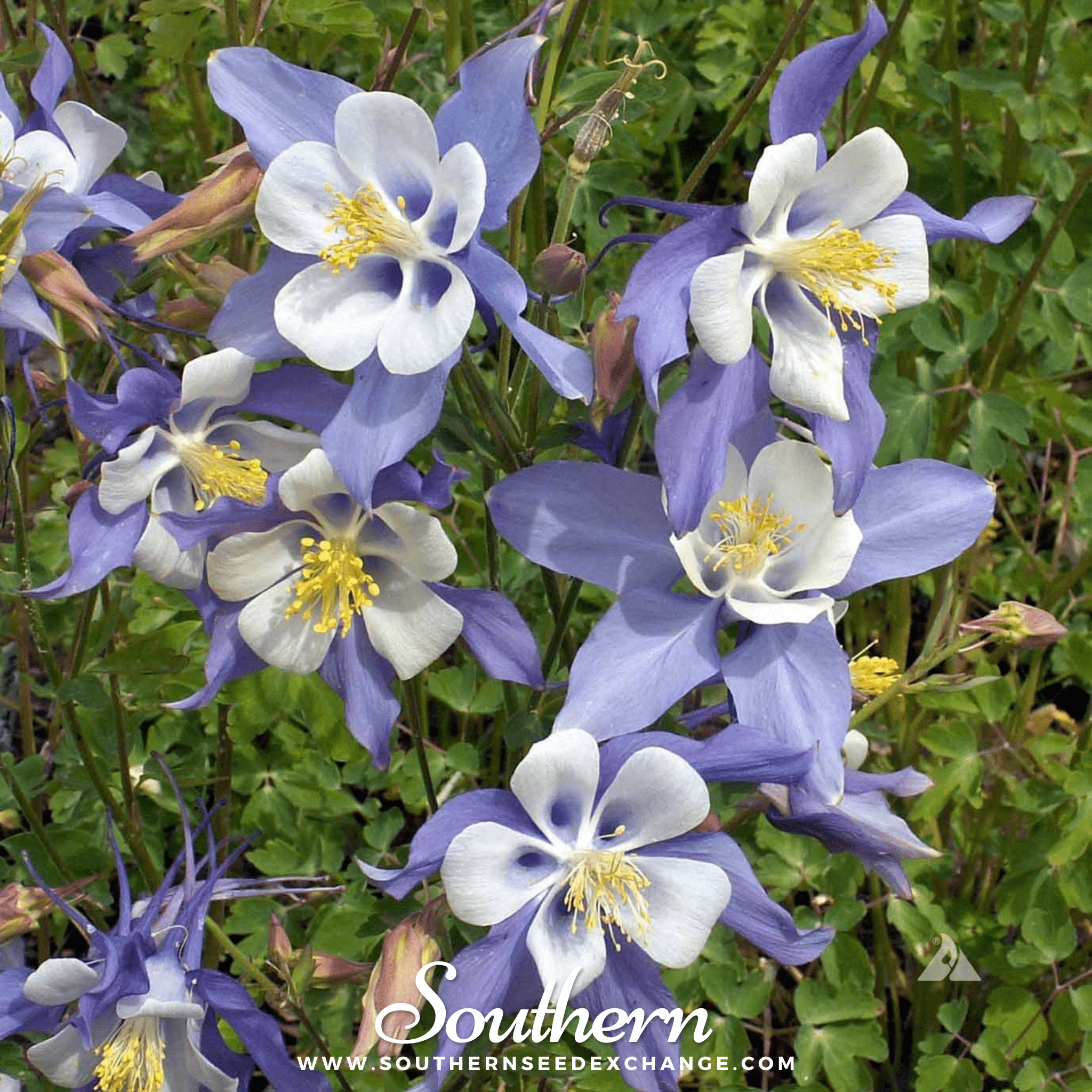 Dwarf Columbine Mix – 100 Seeds