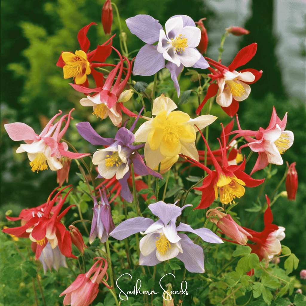 McKana Giant Columbine – 100 Seeds