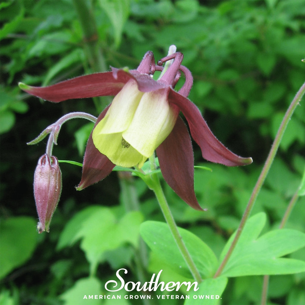 Oriental Columbine – 100 Seeds