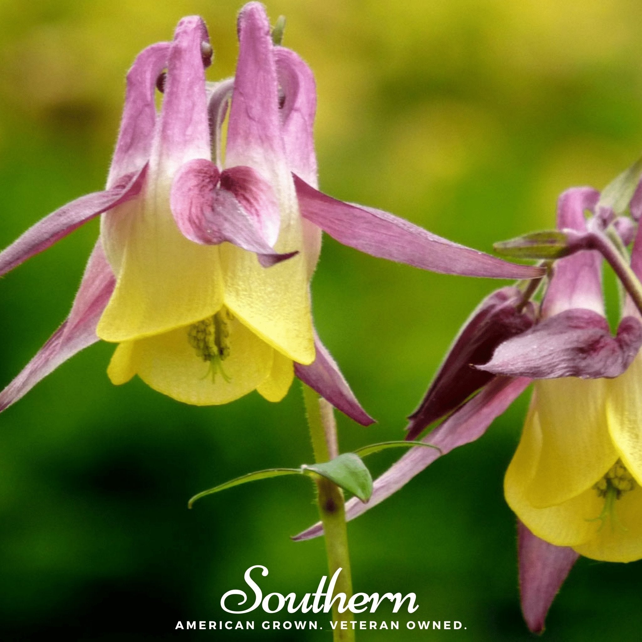 Oriental Columbine – 100 Seeds