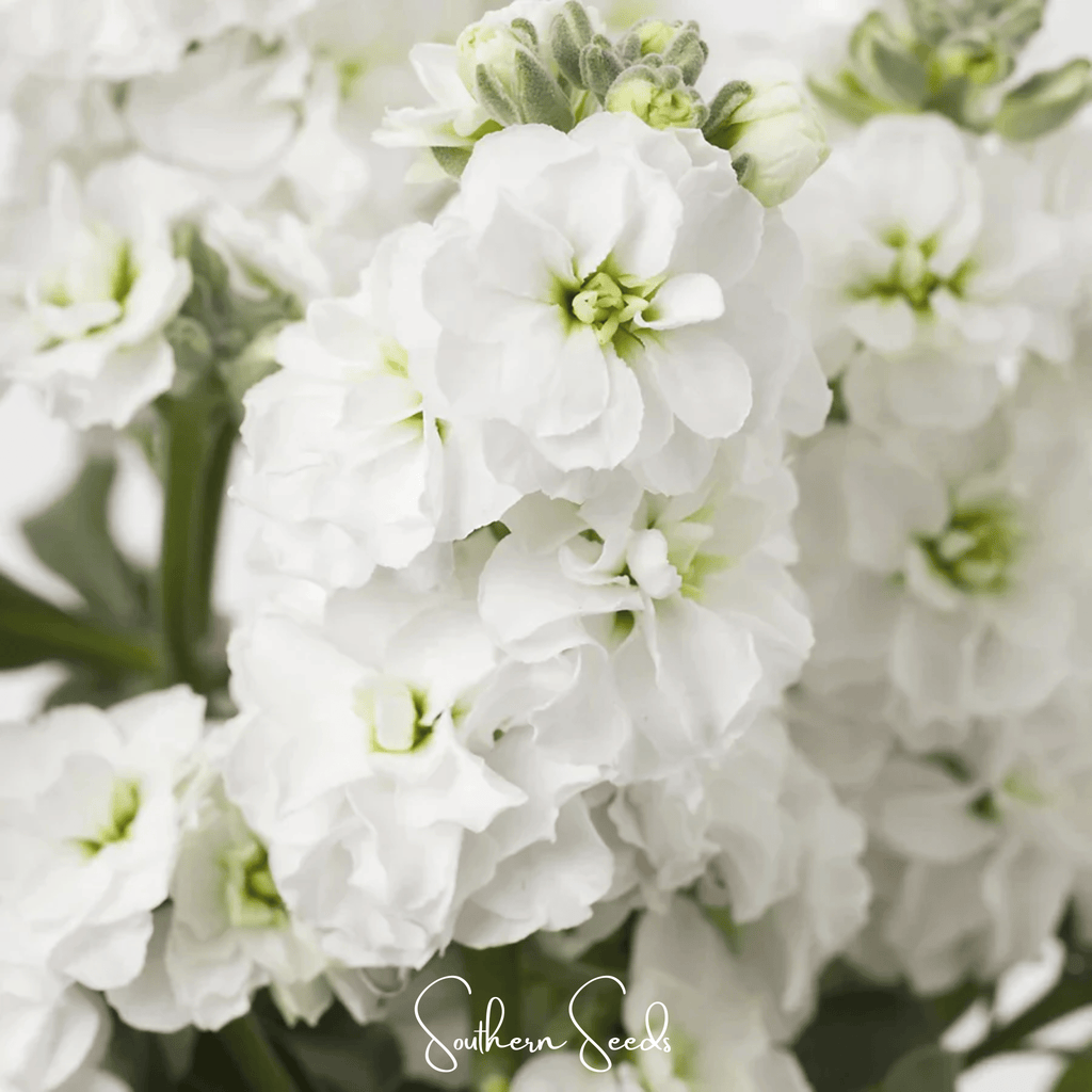 White Goddess Column Stock – 50 Seeds