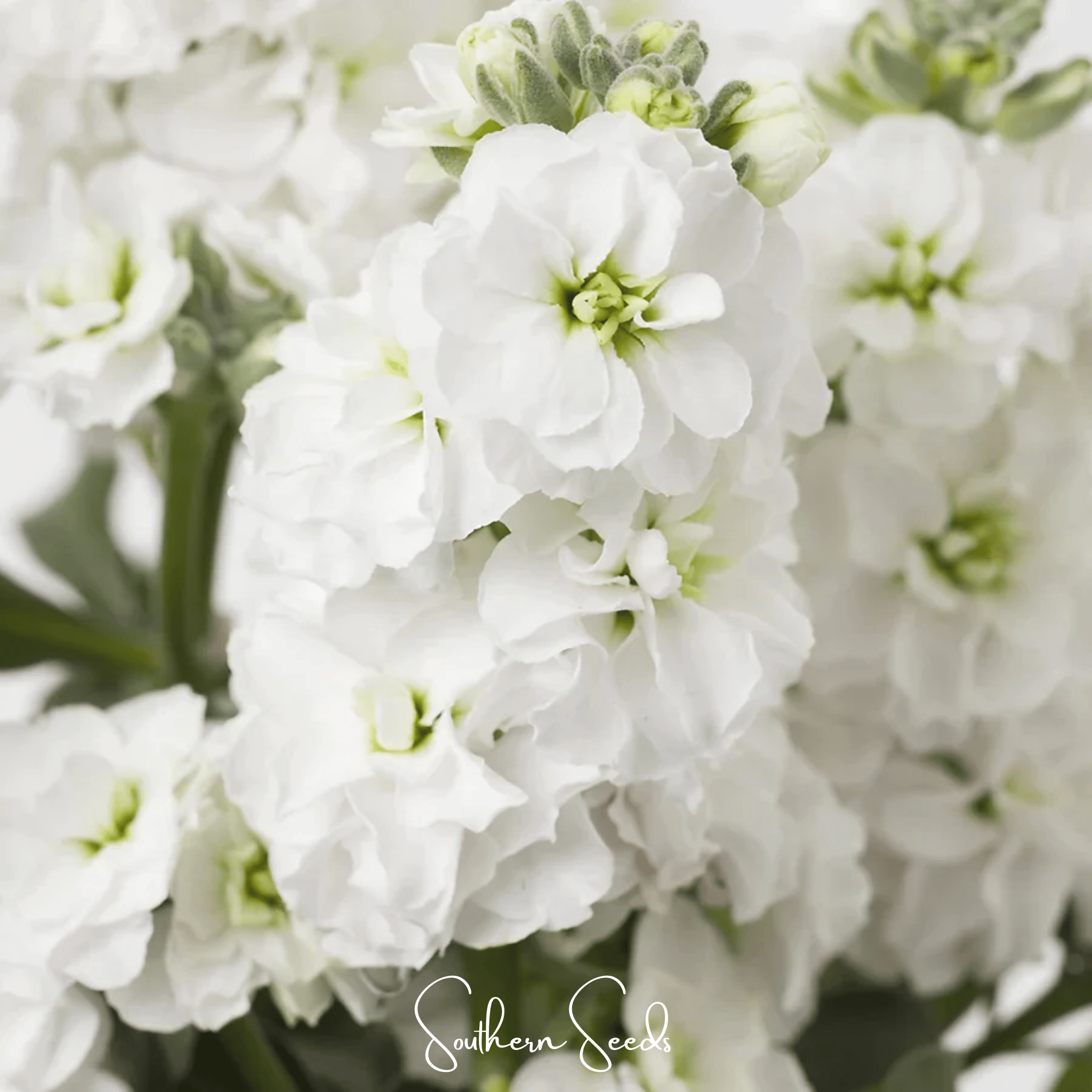 White Goddess Column Stock – 50 Seeds
