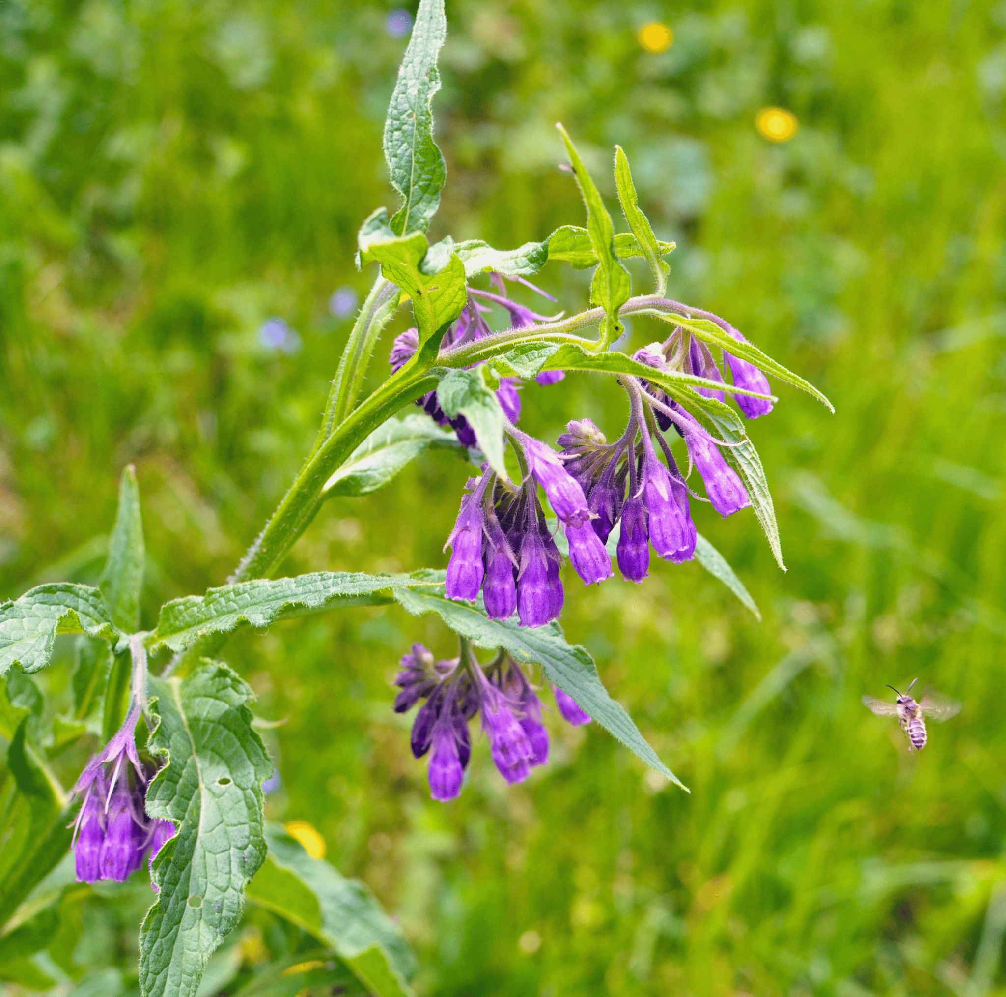 True Comfrey – 20 Seeds