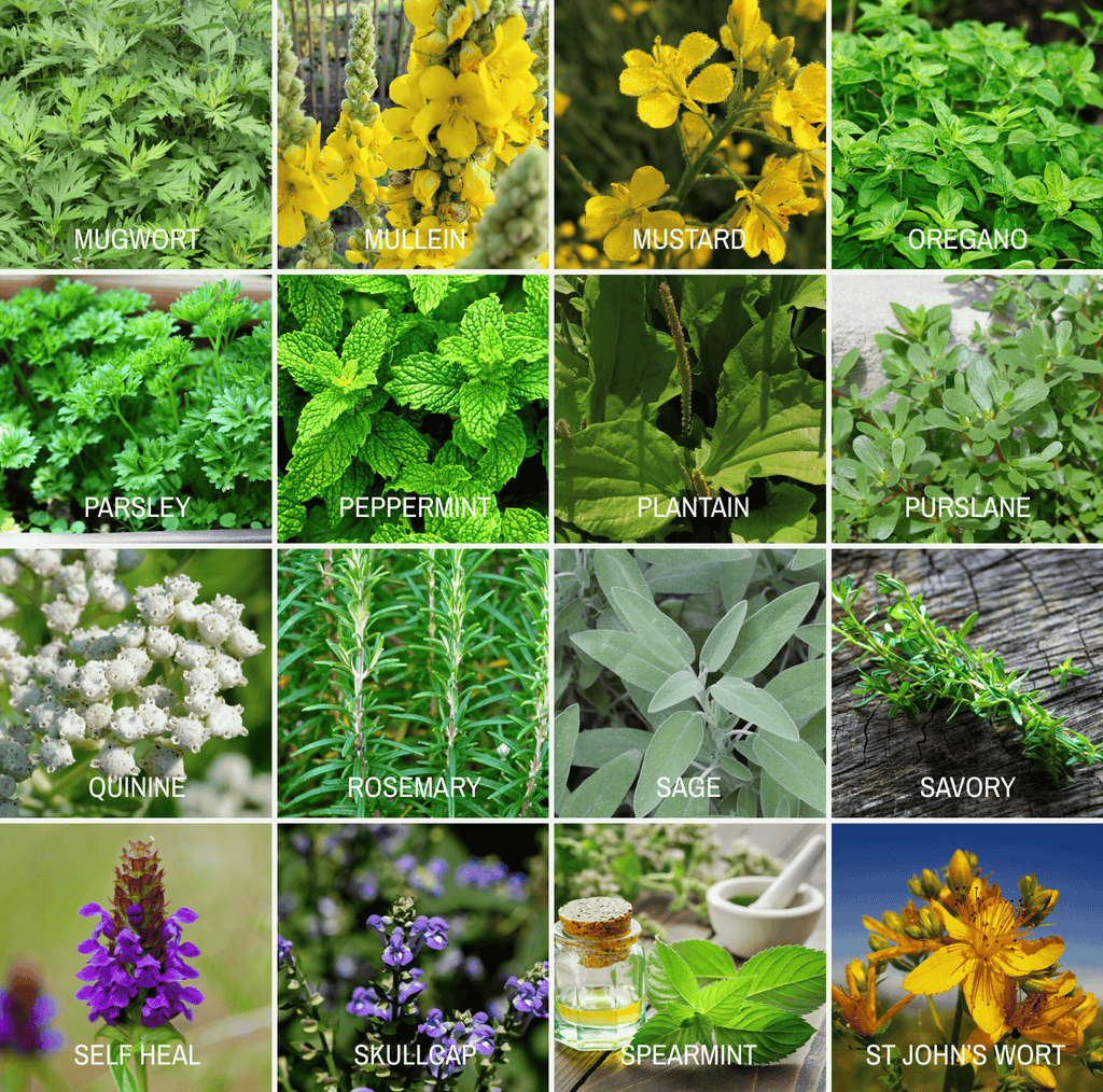 Community Garden Survival Seed Vault – 120 Seed Varieties