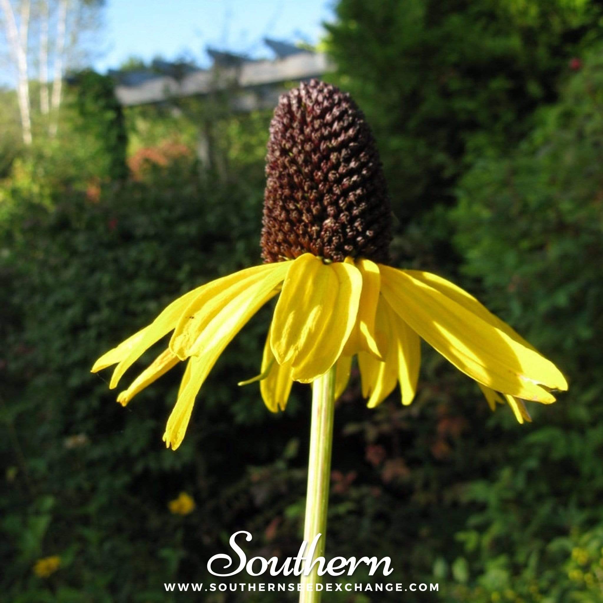 Great Coneflower – 100 Seeds