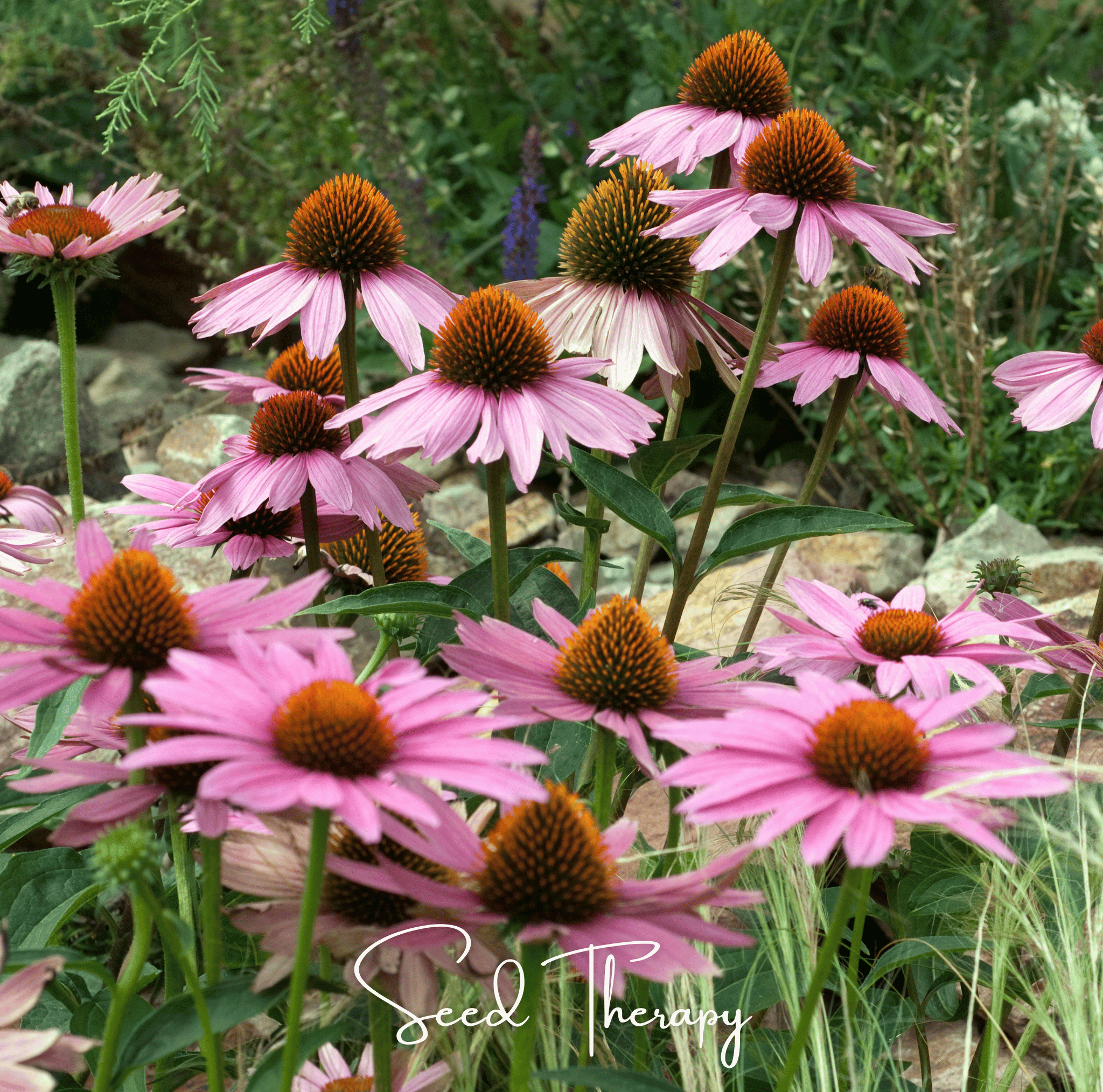 Purple Coneflower (Echinacea) – 100 Seeds