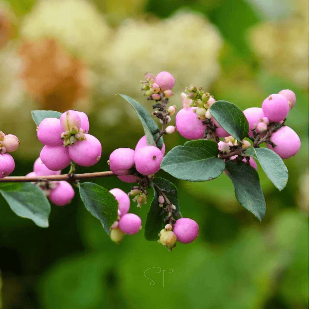 Coralberry – 30 Seeds