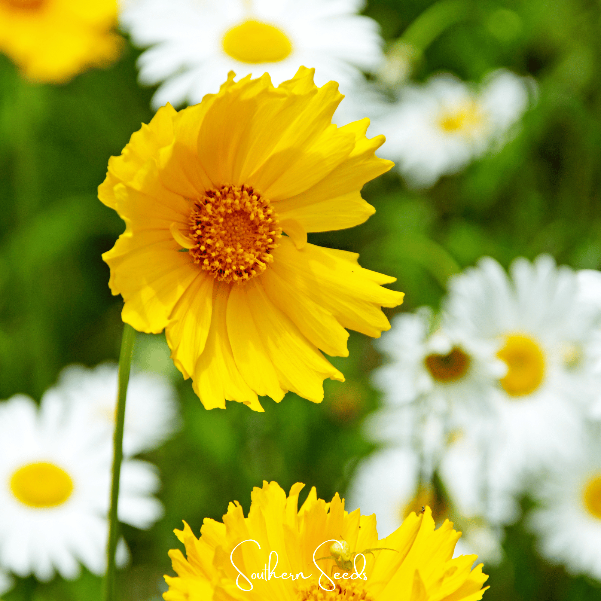Lance Leaf Coreopsis – 100 Seeds