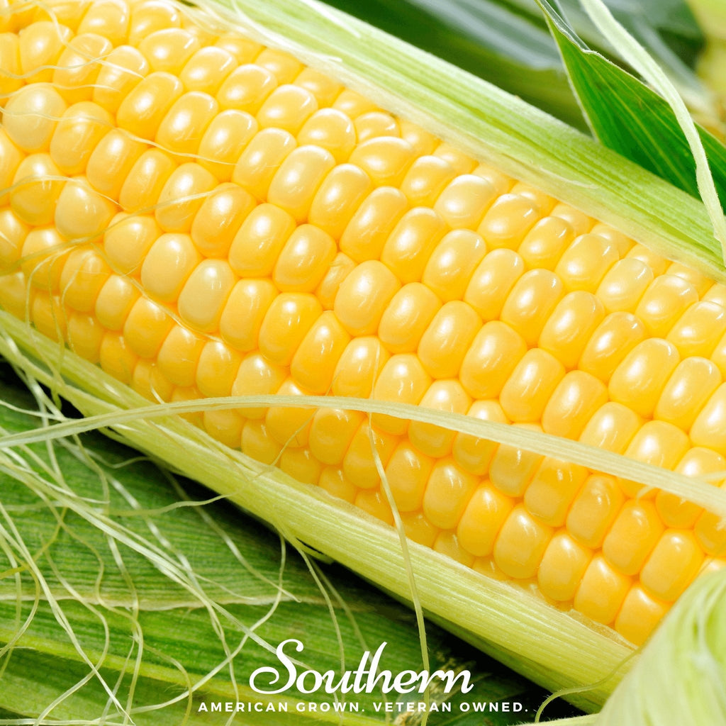 Bodacious Corn – 60 Seeds