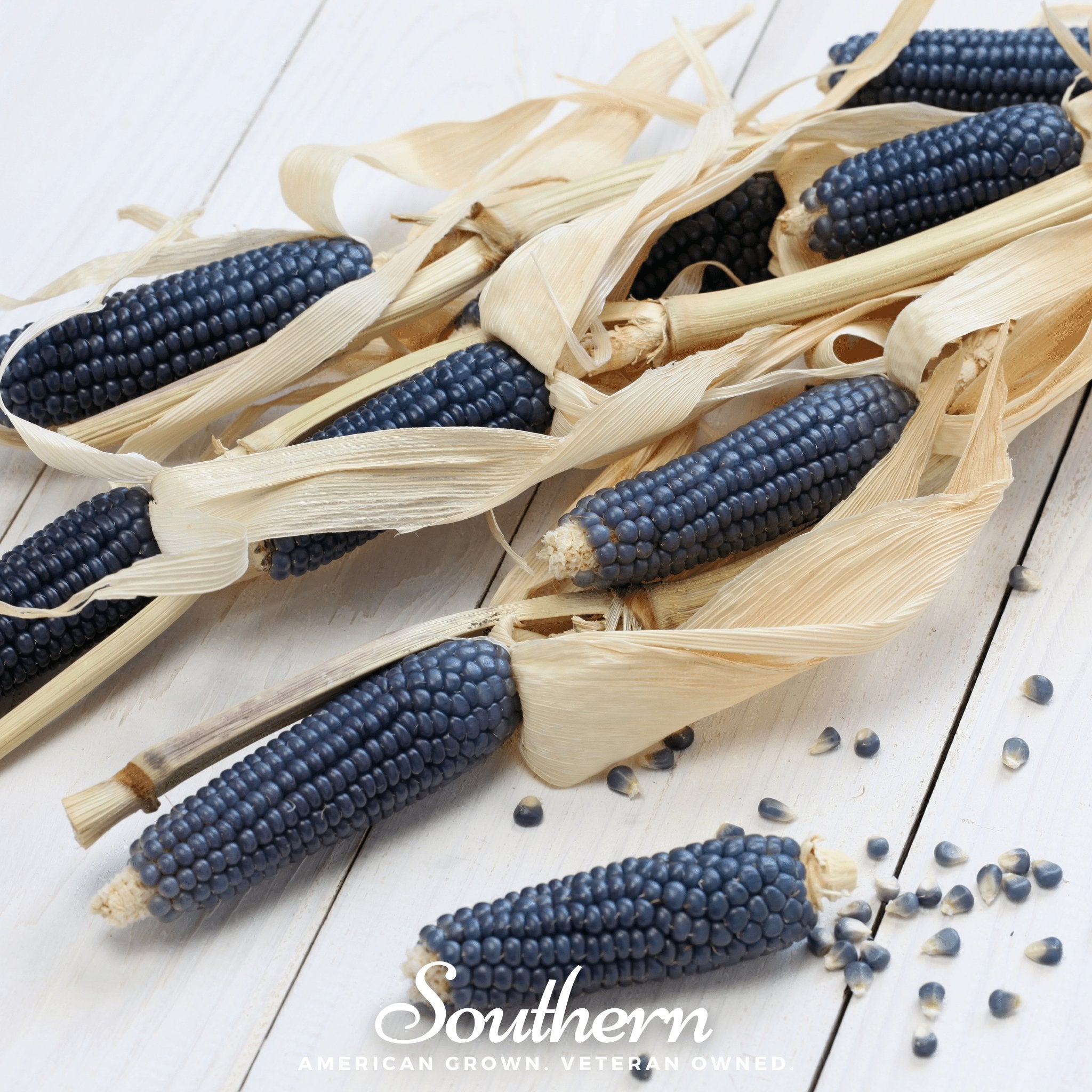 Hopi Blue Corn – 30 Seeds