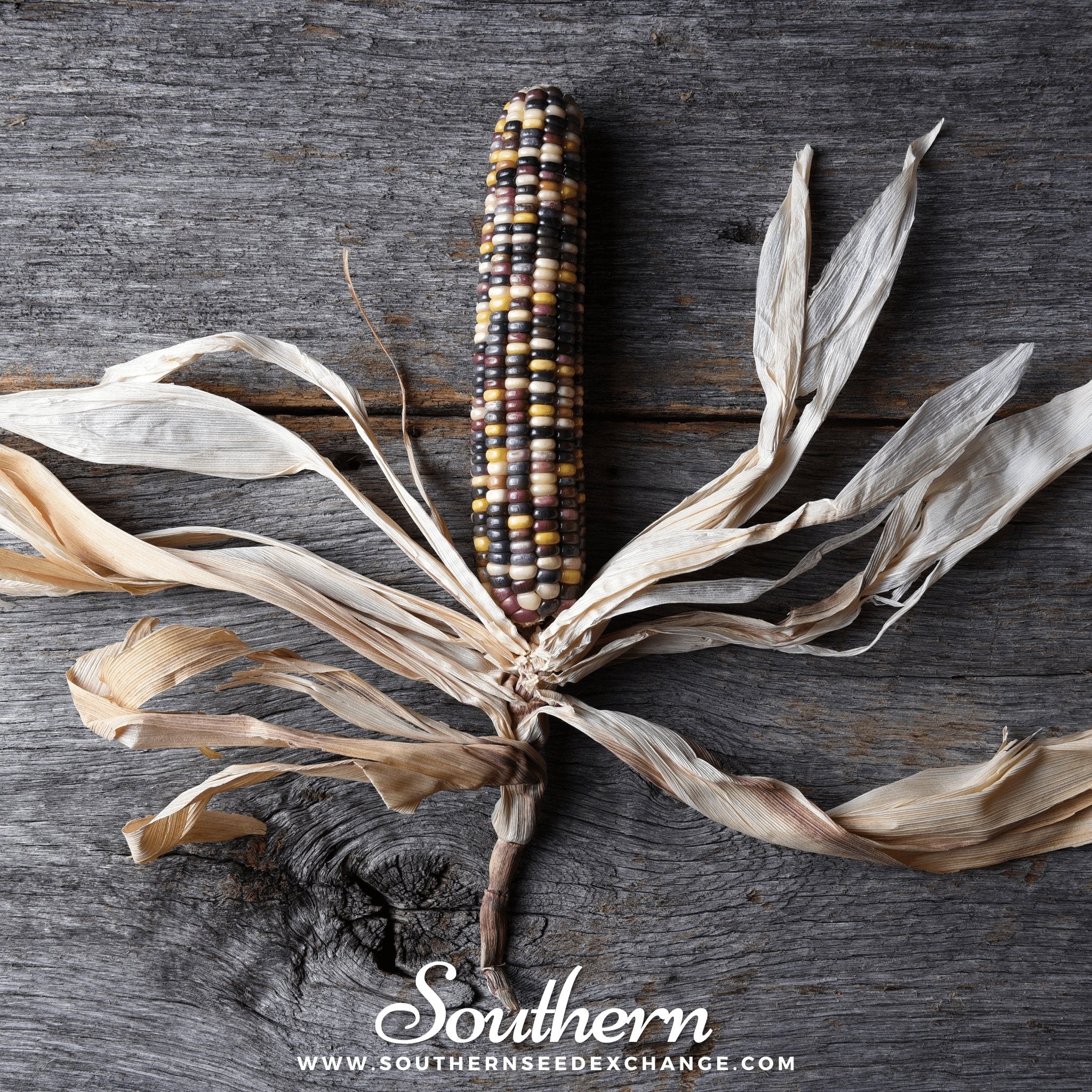 Indian Ornamental Corn – 30 Seeds