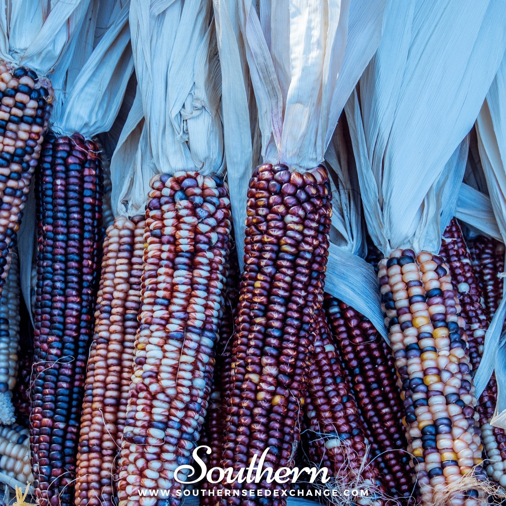 Indian Ornamental Corn – 30 Seeds