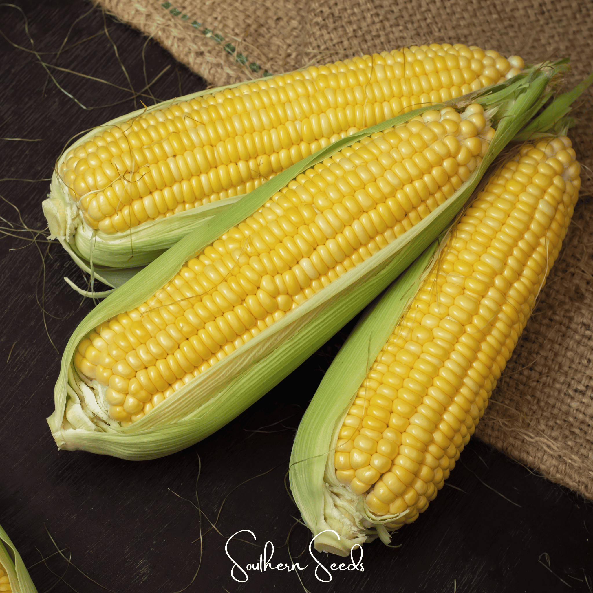 Kandy Korn Corn – 30 Seeds