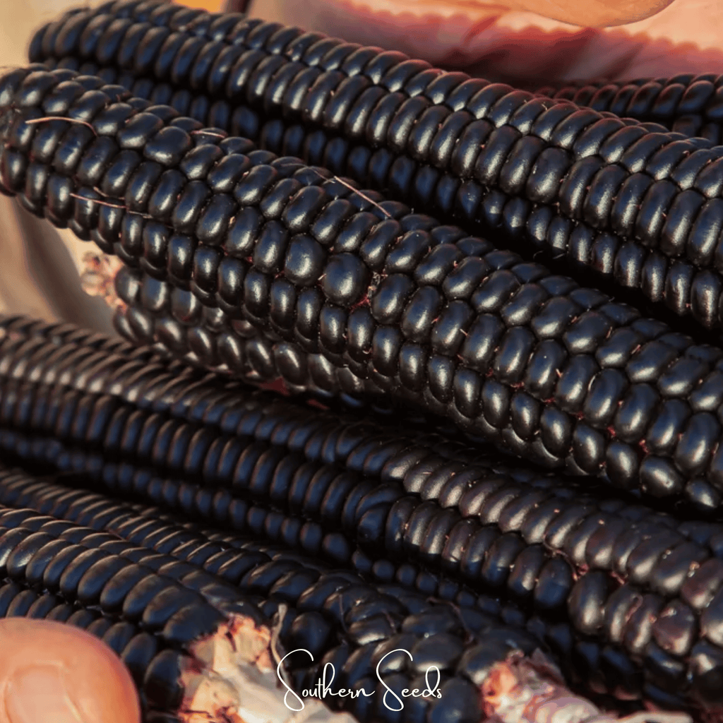 Morado Montana Maize Corn – 25 Seeds
