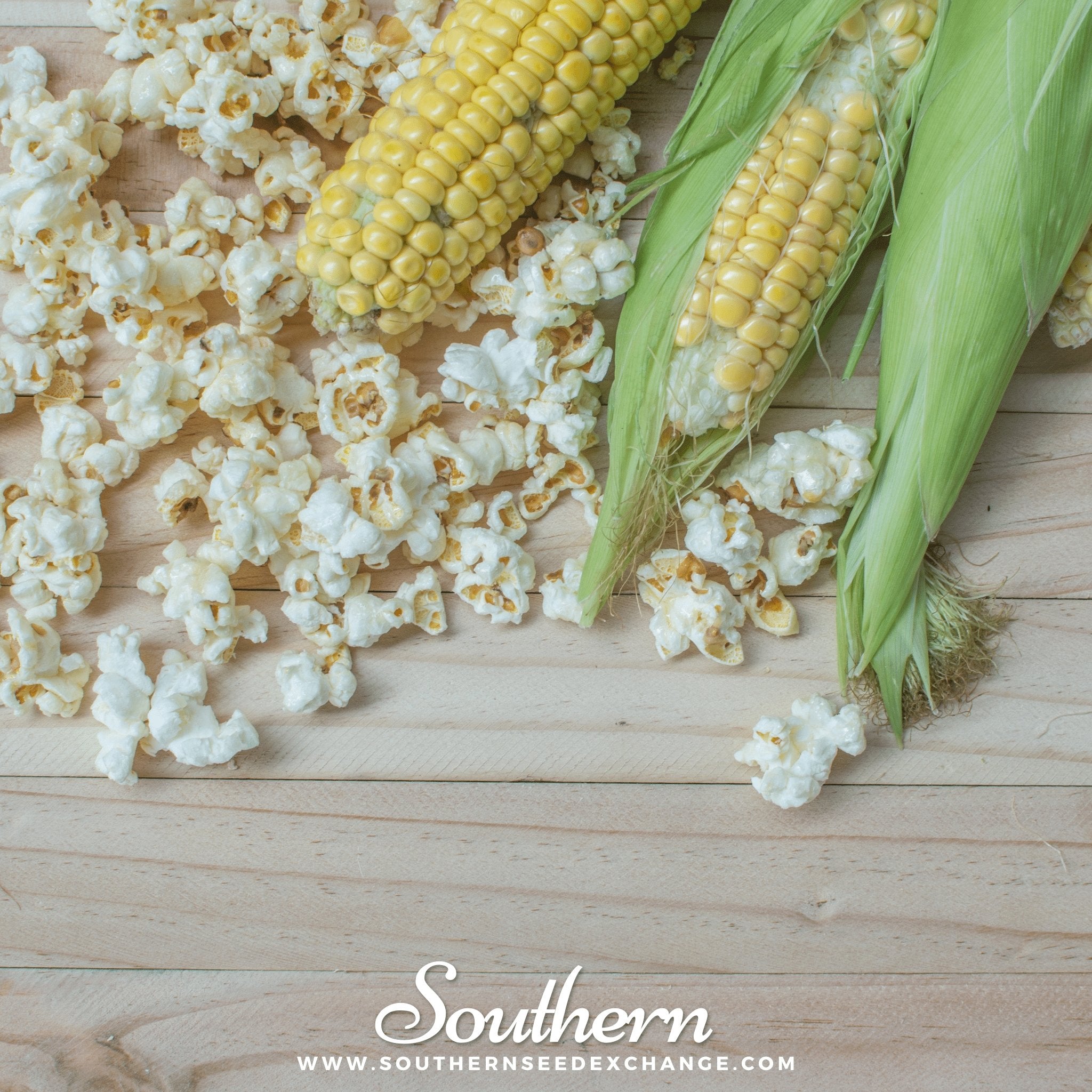 Popcorn Corn – 60 Seeds