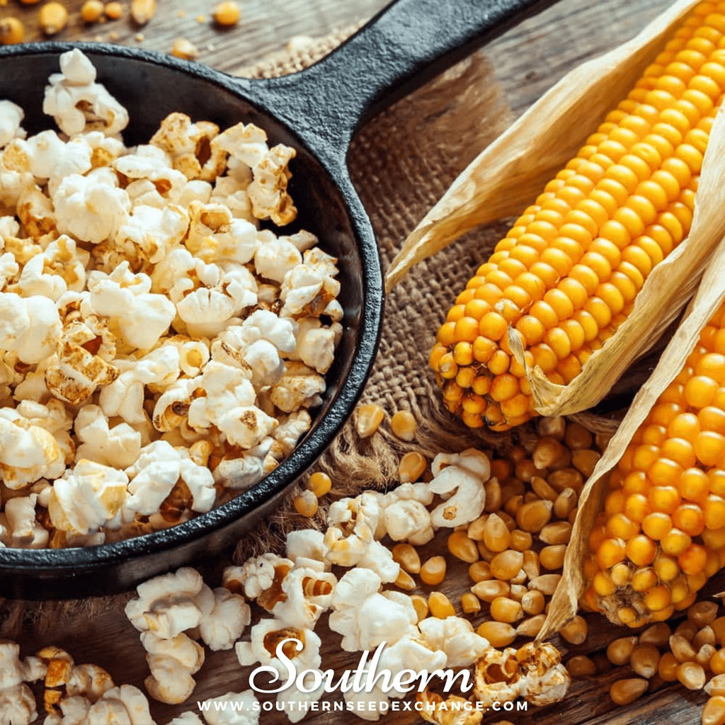 Popcorn Corn – 60 Seeds