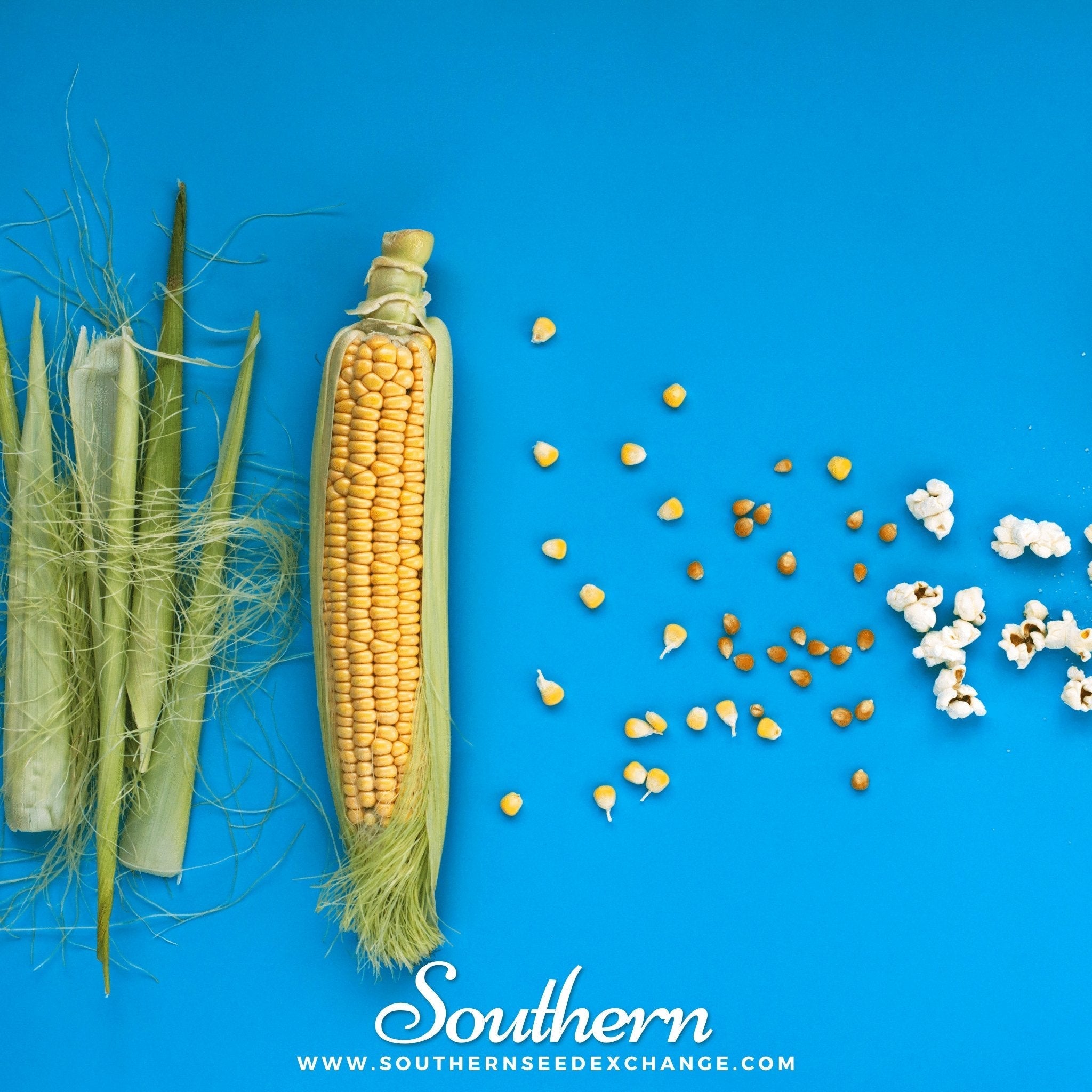 Popcorn Corn – 60 Seeds