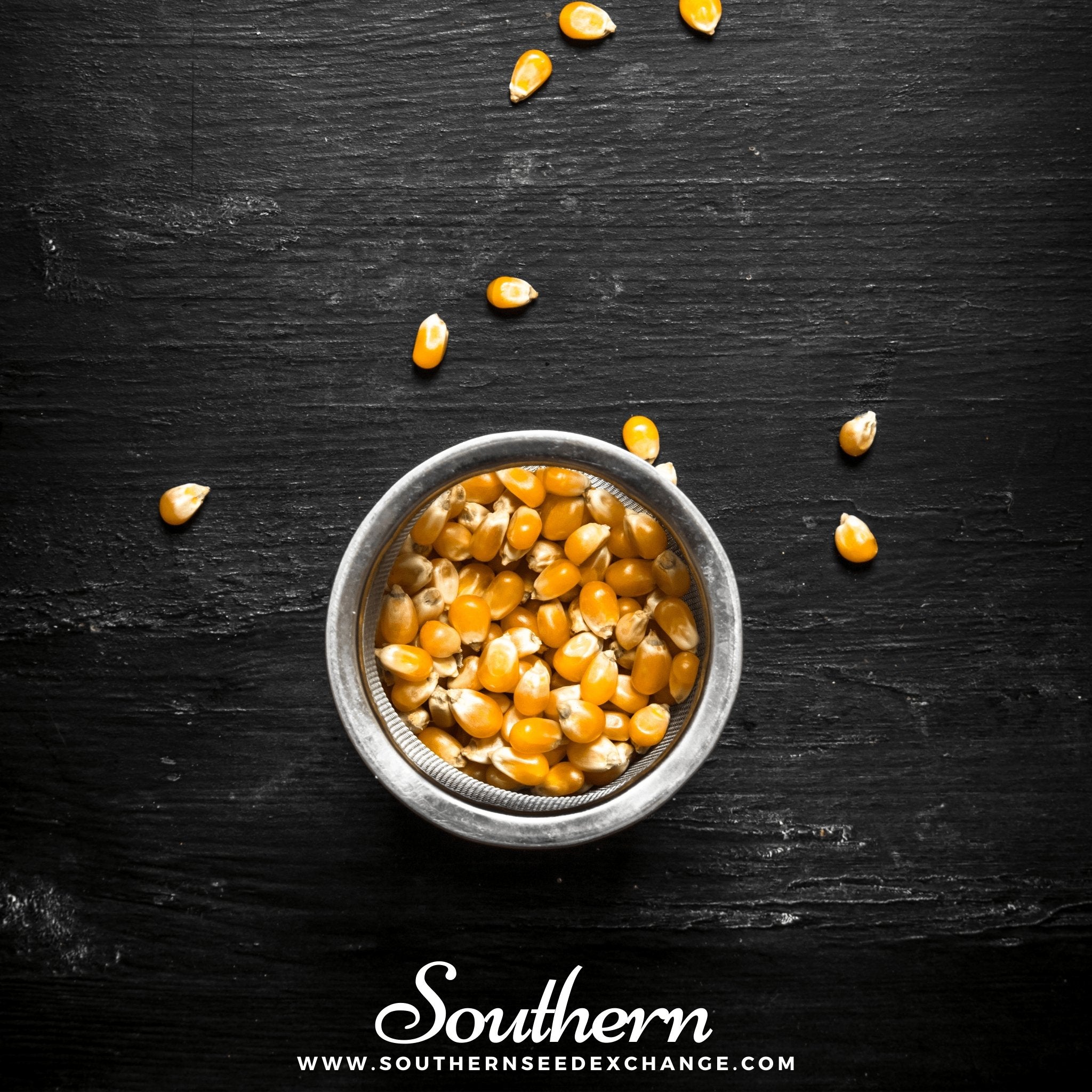 Popcorn Corn – 60 Seeds