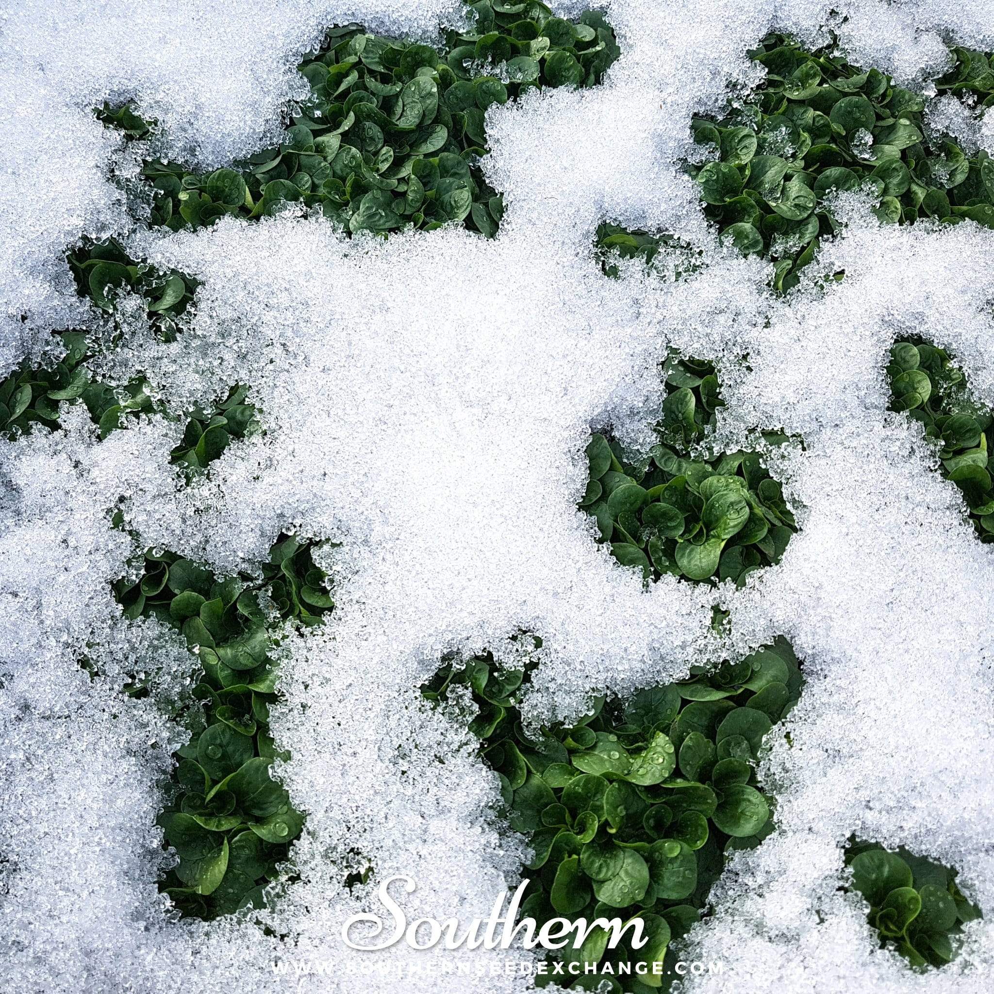 Corn Salad – 100 Seeds