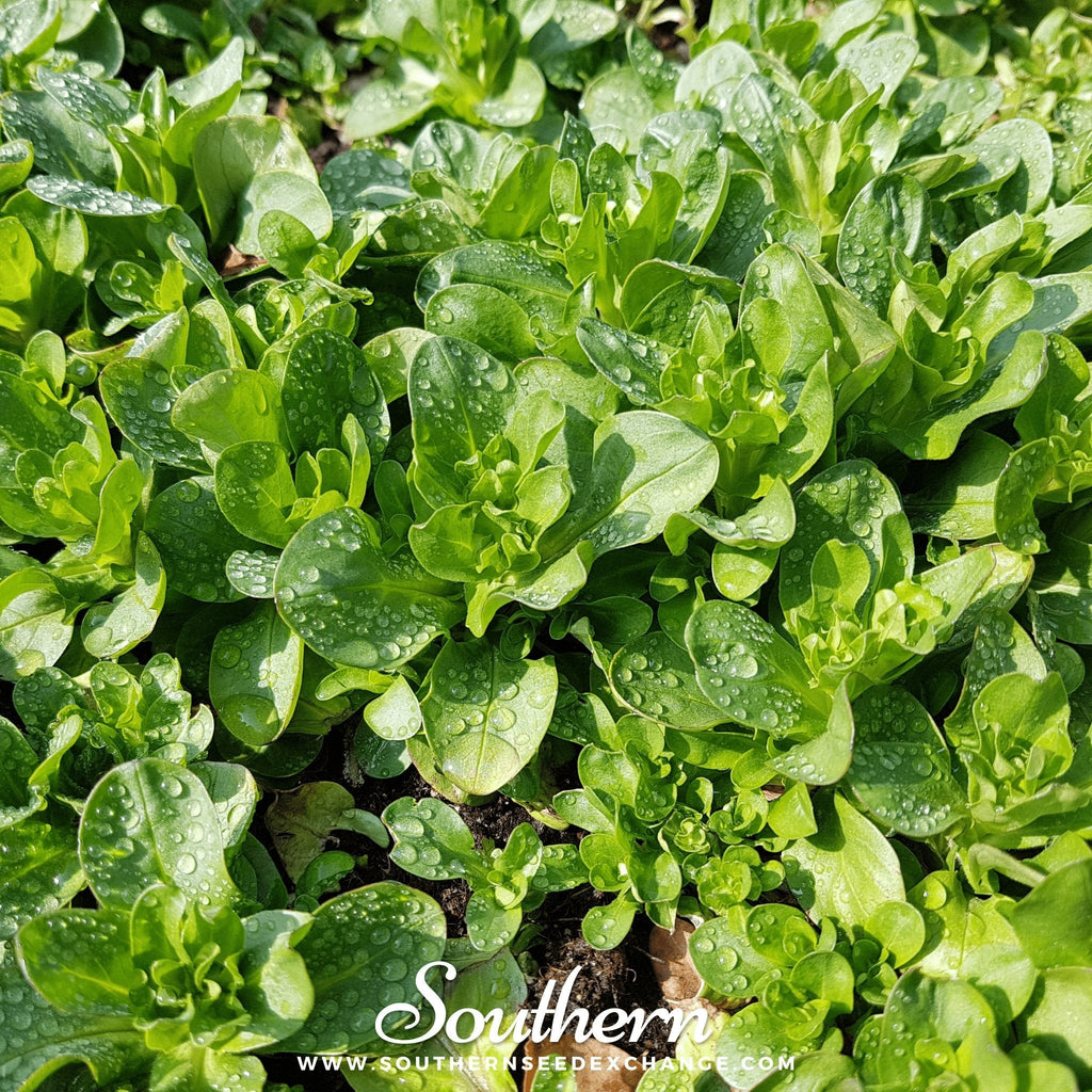 Corn Salad – 100 Seeds