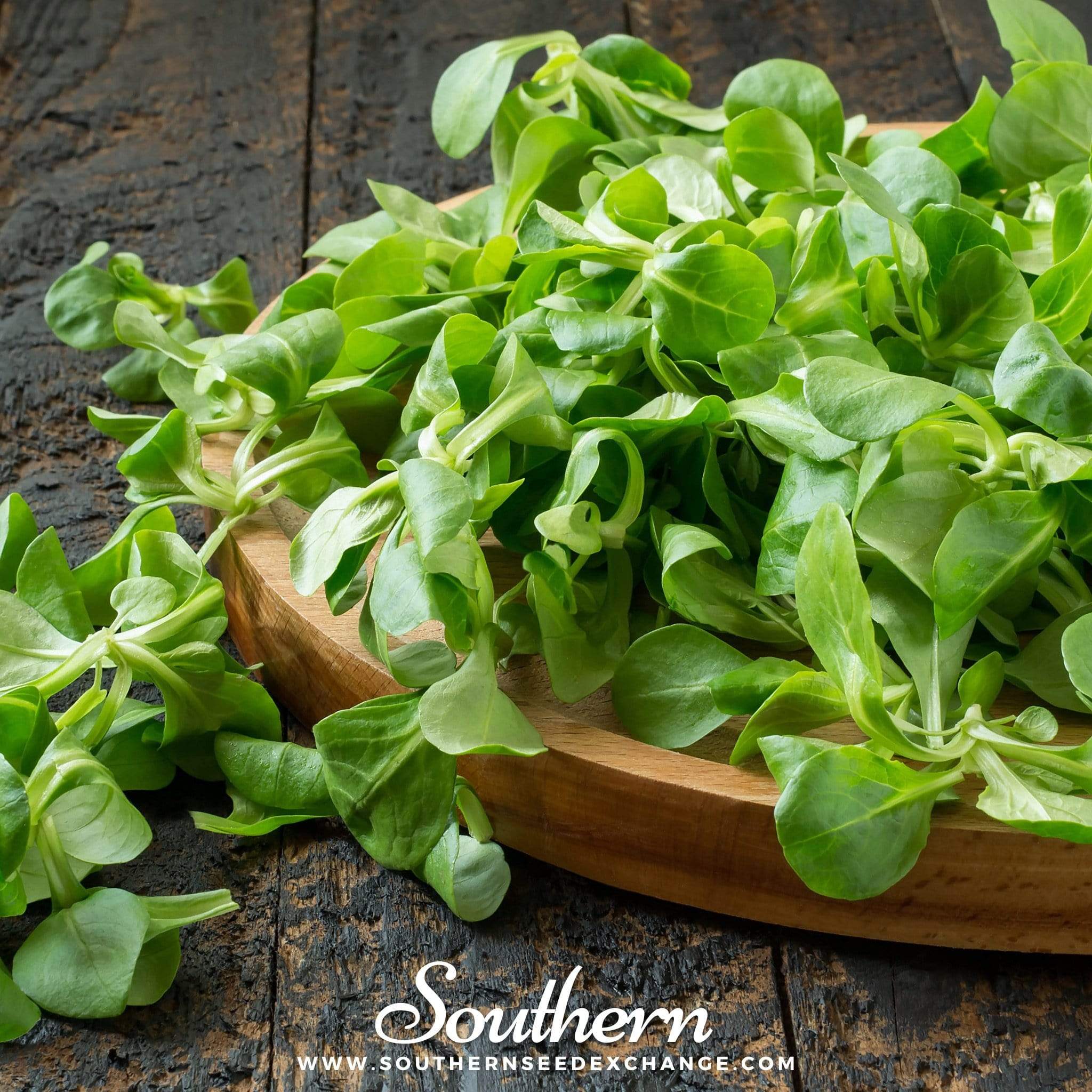 Corn Salad – 100 Seeds