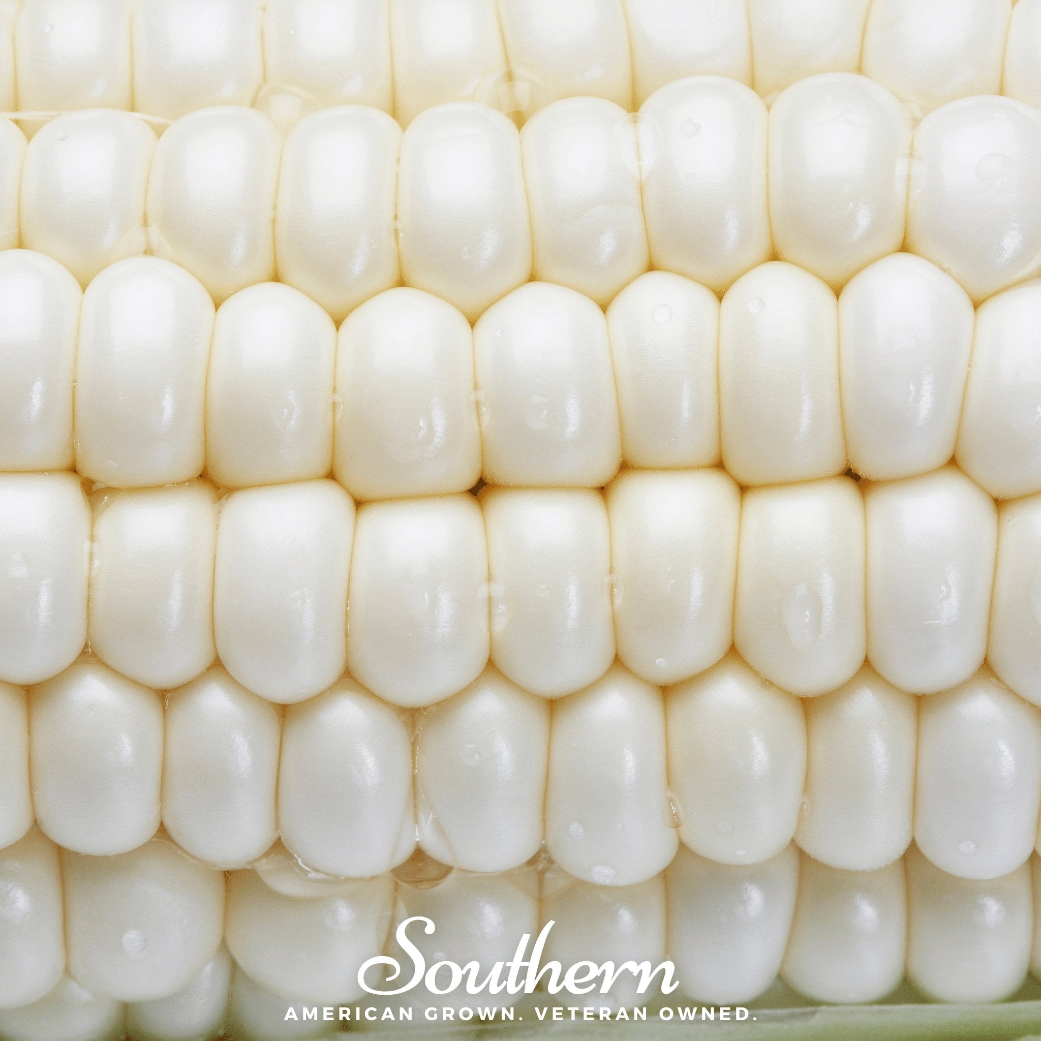 Stowells Evergreen Sweet Corn – 30 Seeds