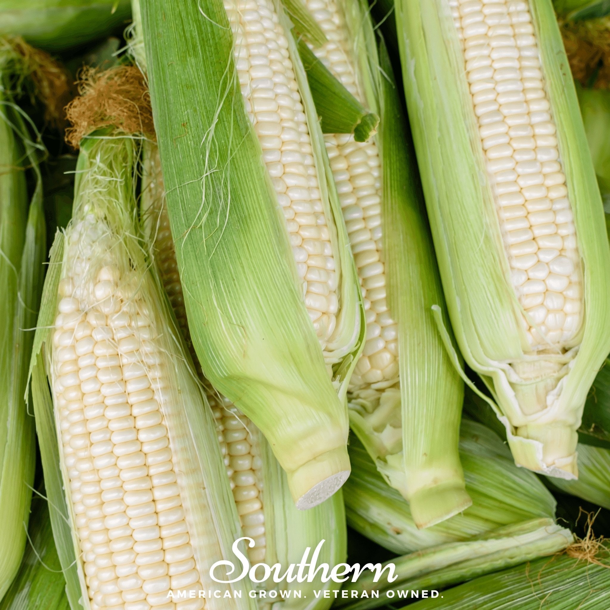Stowells Evergreen Sweet Corn – 30 Seeds