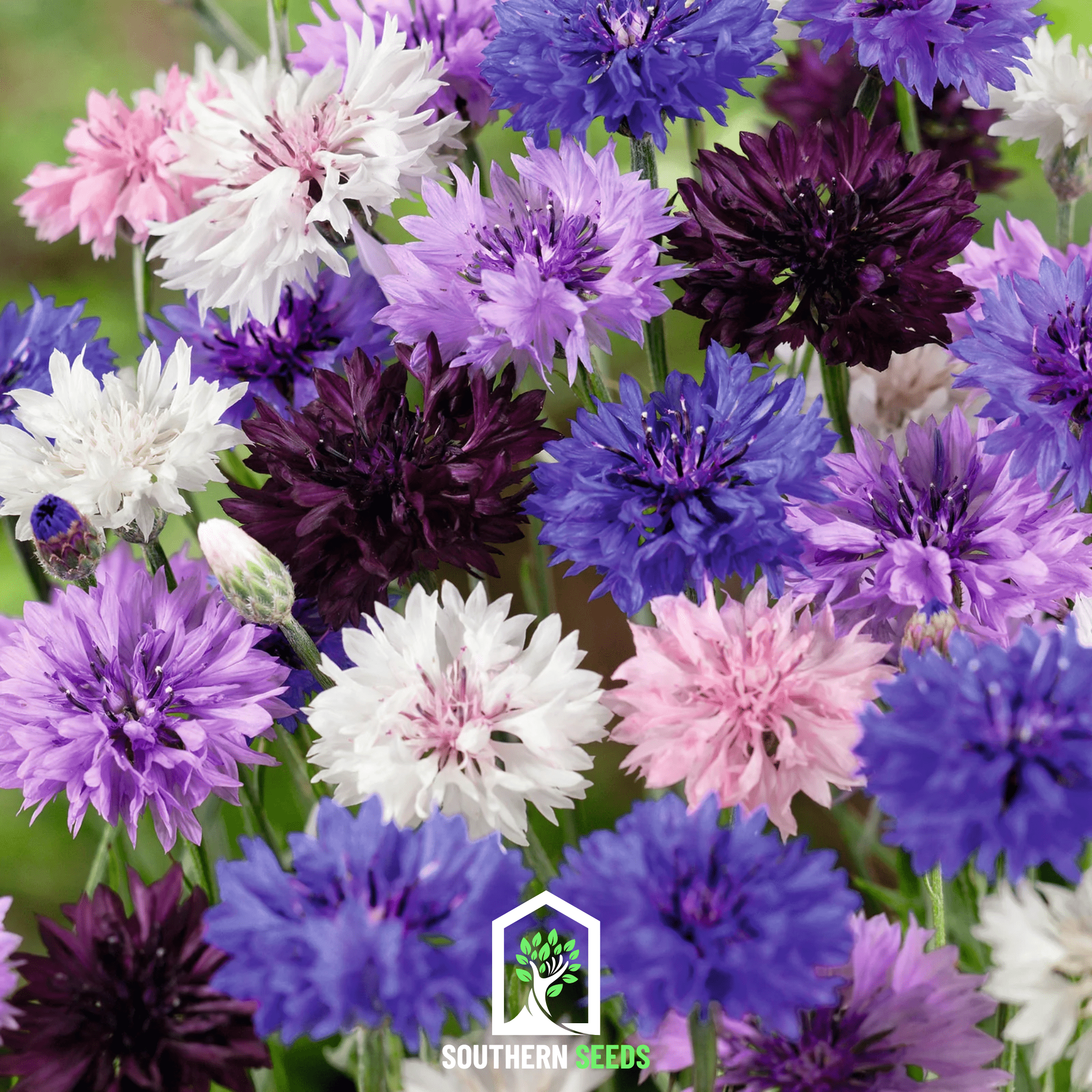 Cornflower Mix – 100 Seeds