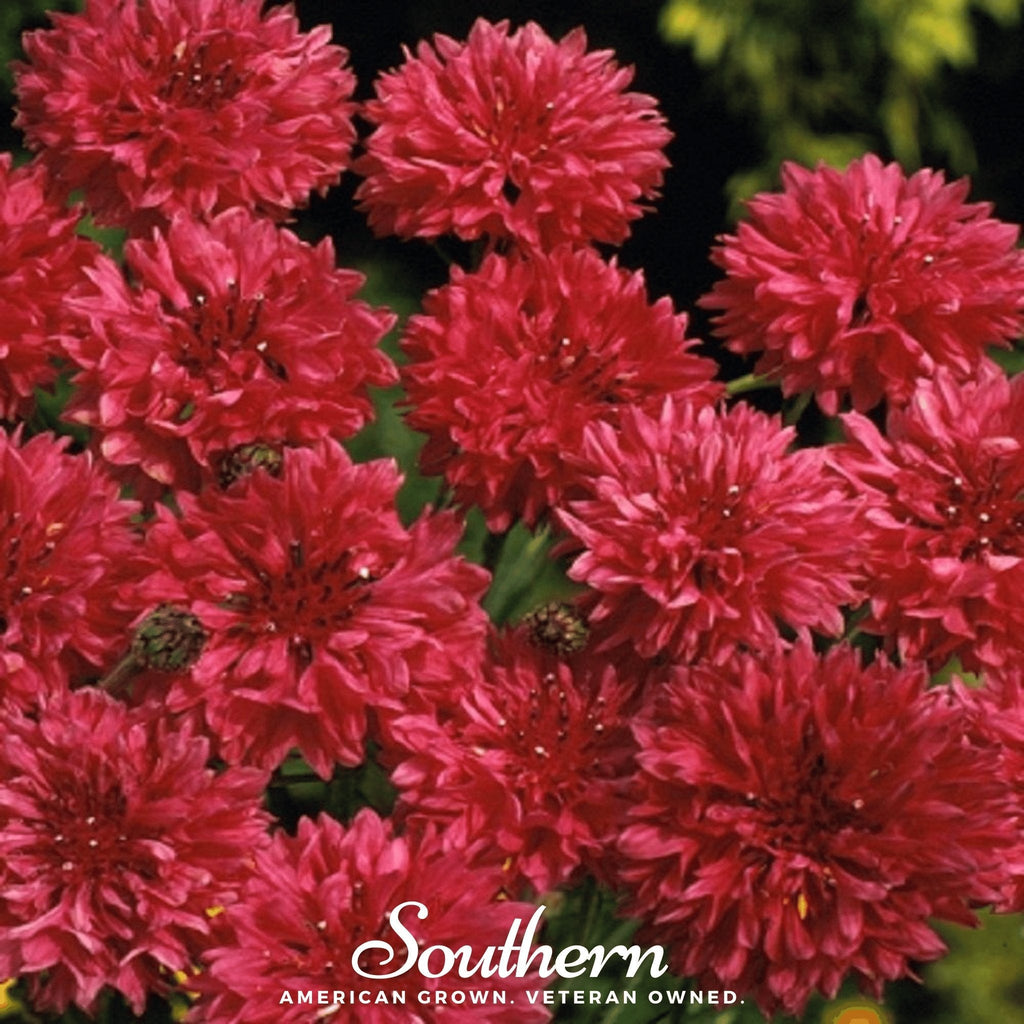 Tall Red Cornflower – 50 Seeds
