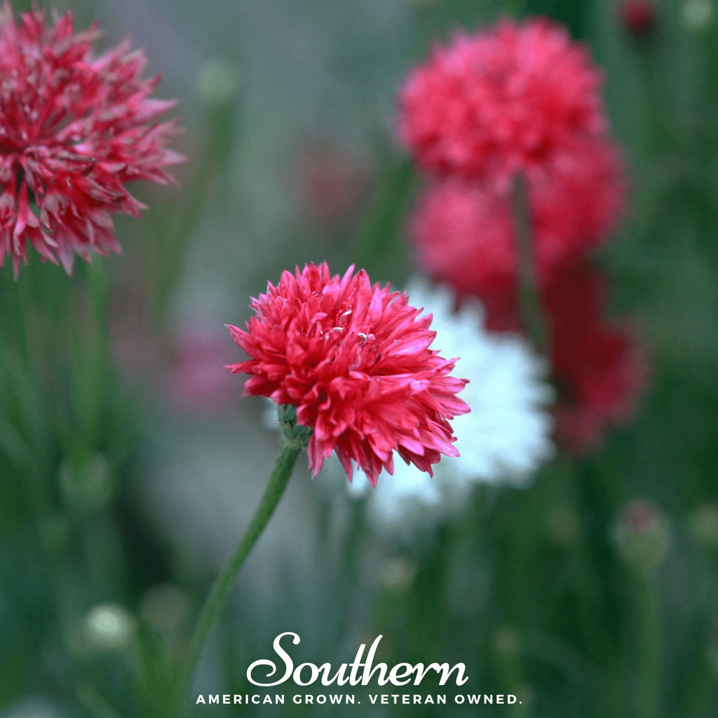 Tall Red Cornflower – 50 Seeds