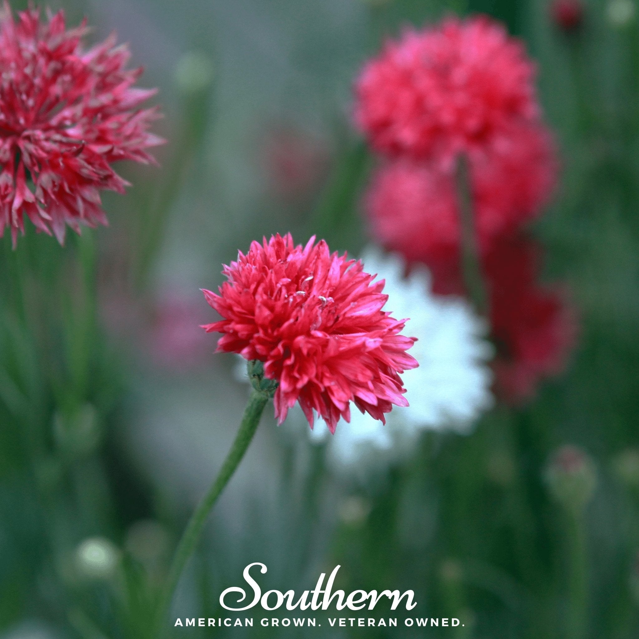 Tall Red Cornflower – 50 Seeds