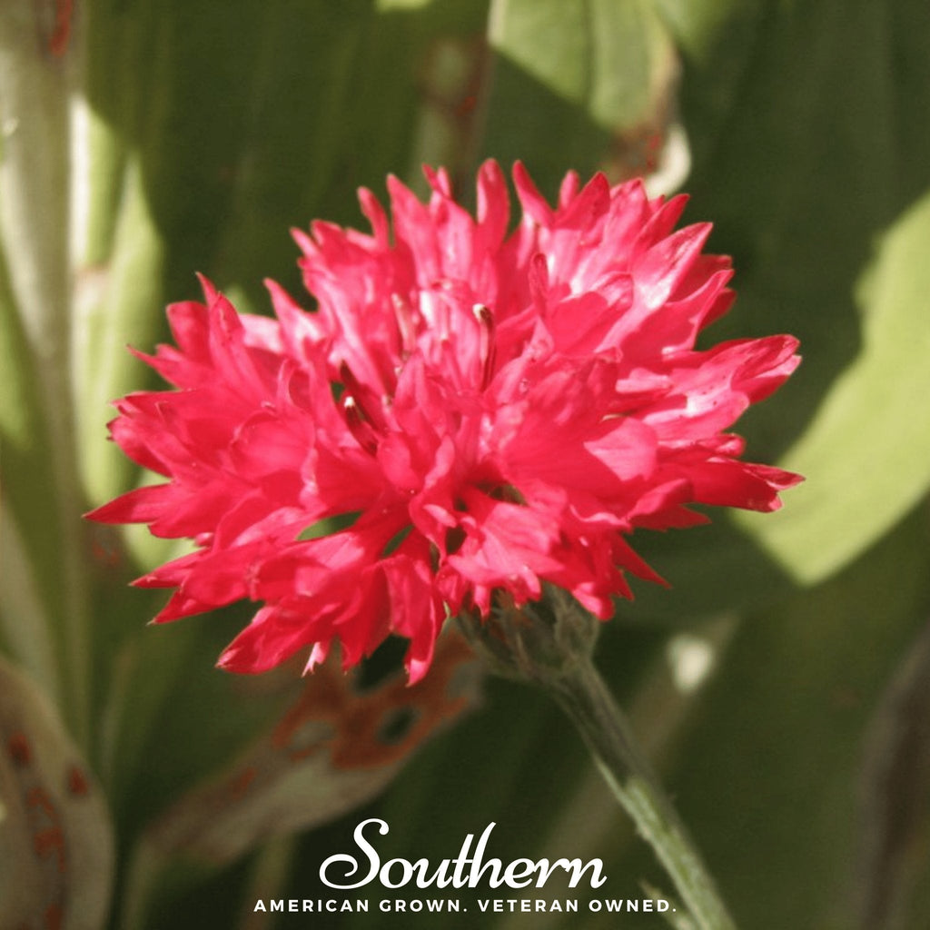 Tall Red Cornflower – 50 Seeds