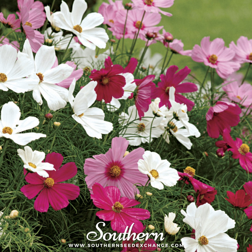 Dwarf Cosmos Mix – 100 Seeds