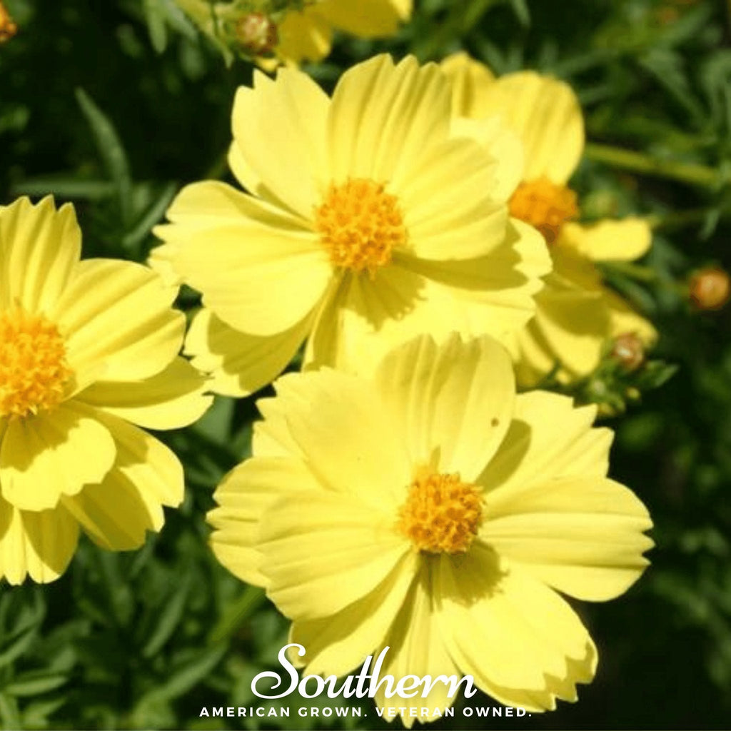 Lemon Sulphur Dwarf Cosmos – 100 Seeds
