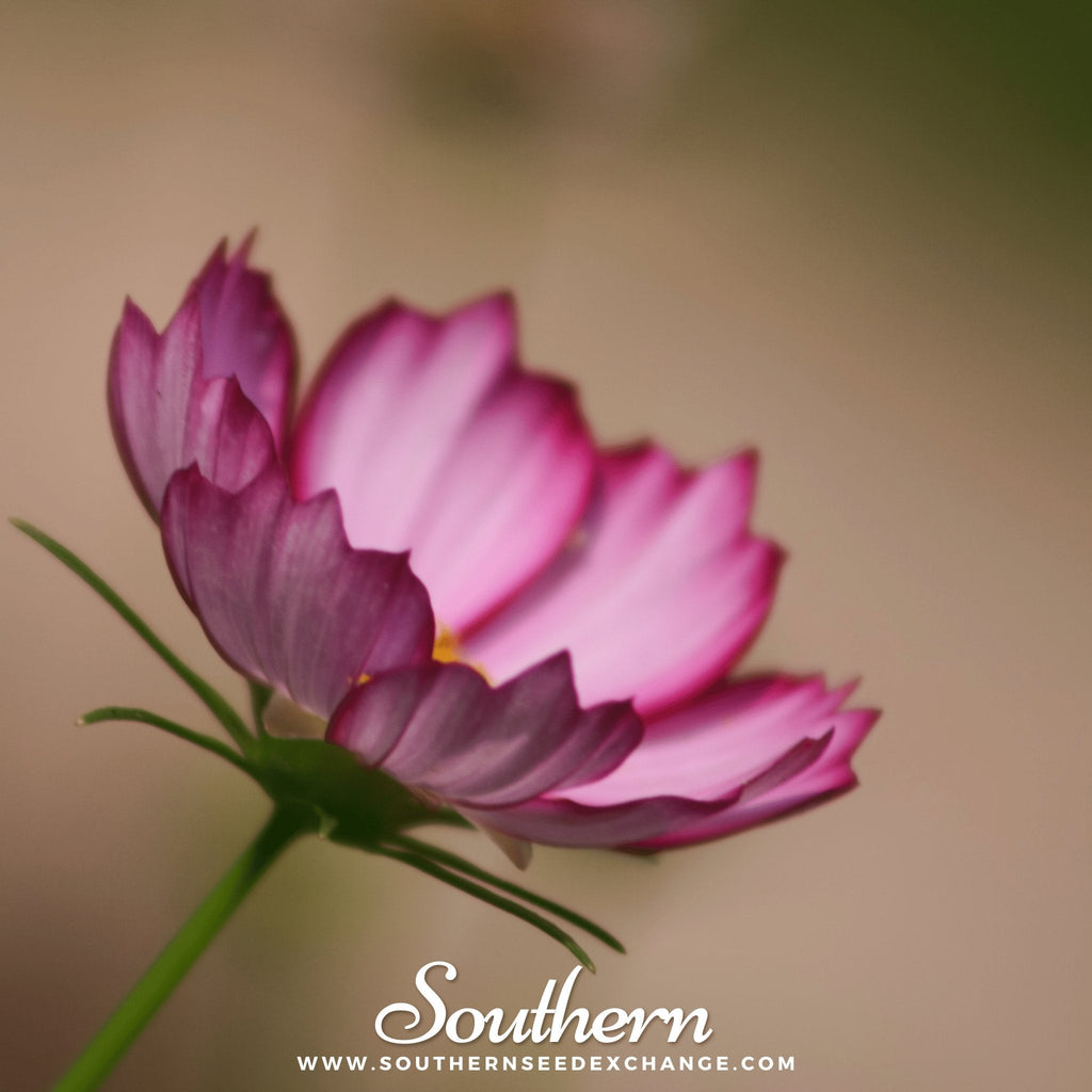 Picotee Cosmos – 100 Seeds