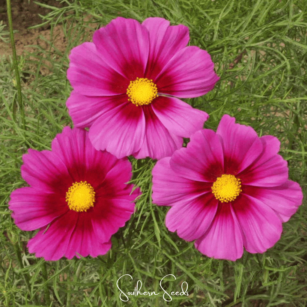 Radiance Cosmos – 100 Seeds