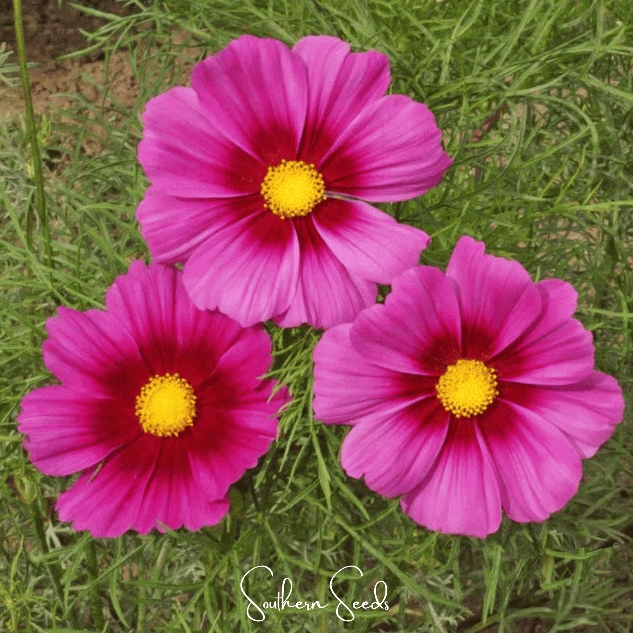 Radiance Cosmos – 100 Seeds