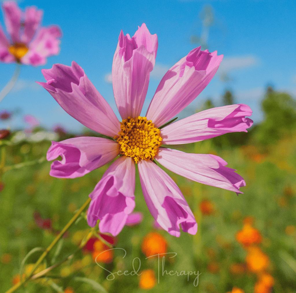 Sea Shells Cosmos – 100 Seeds