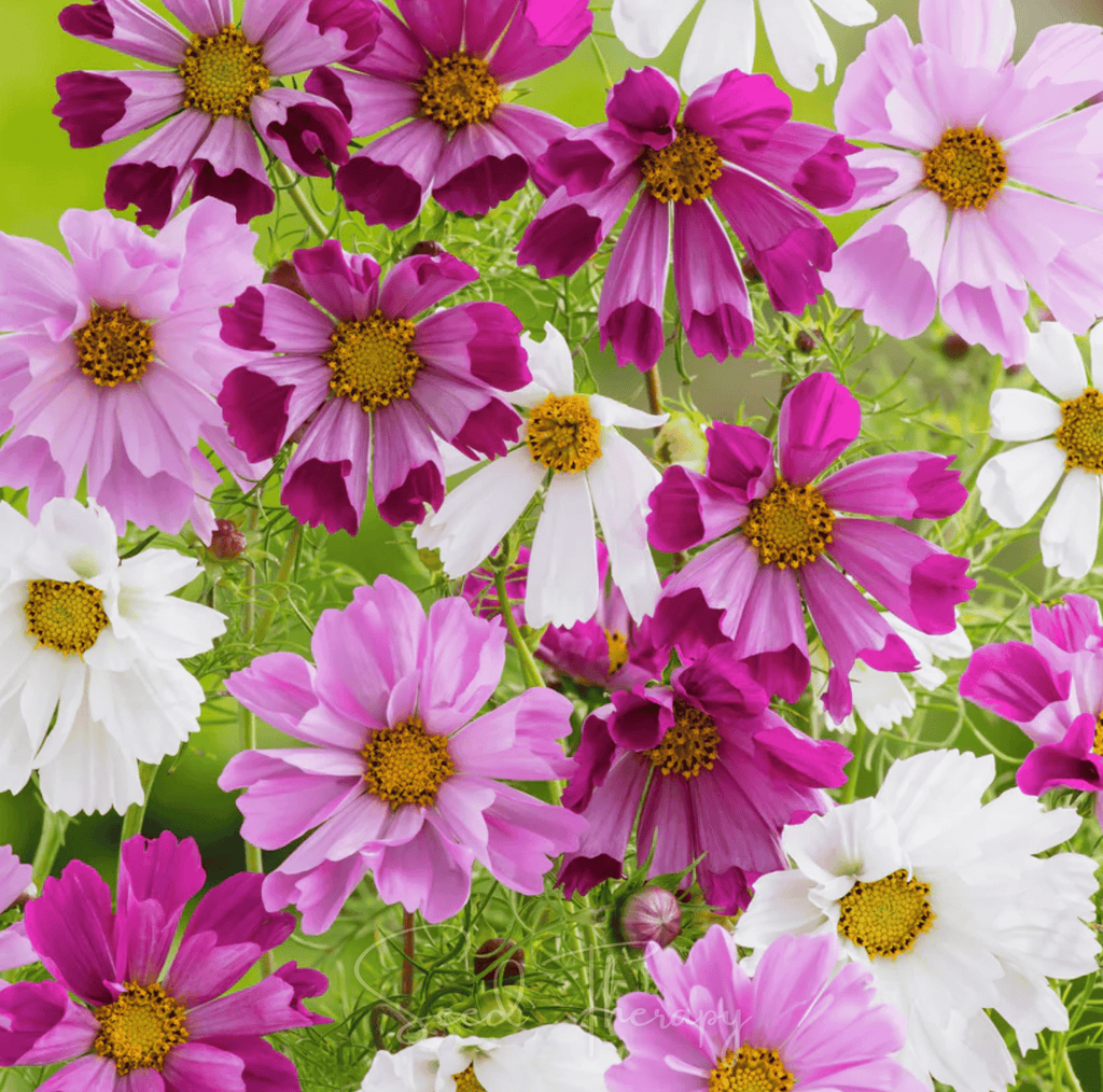 Sea Shells Cosmos – 100 Seeds