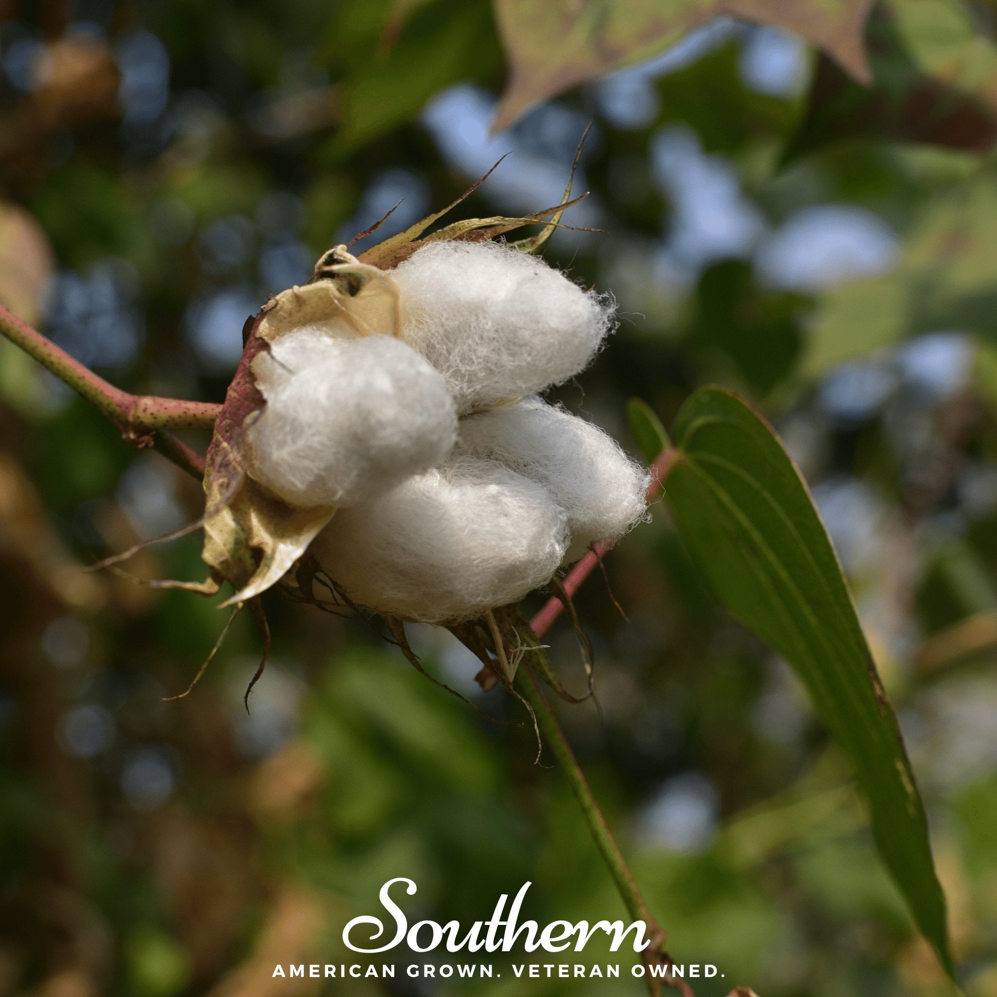 Levant Cotton – 20 Seeds