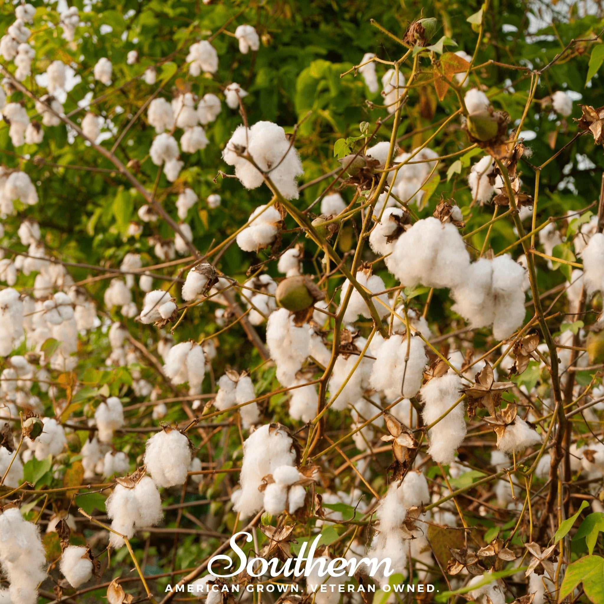 Levant Cotton – 20 Seeds