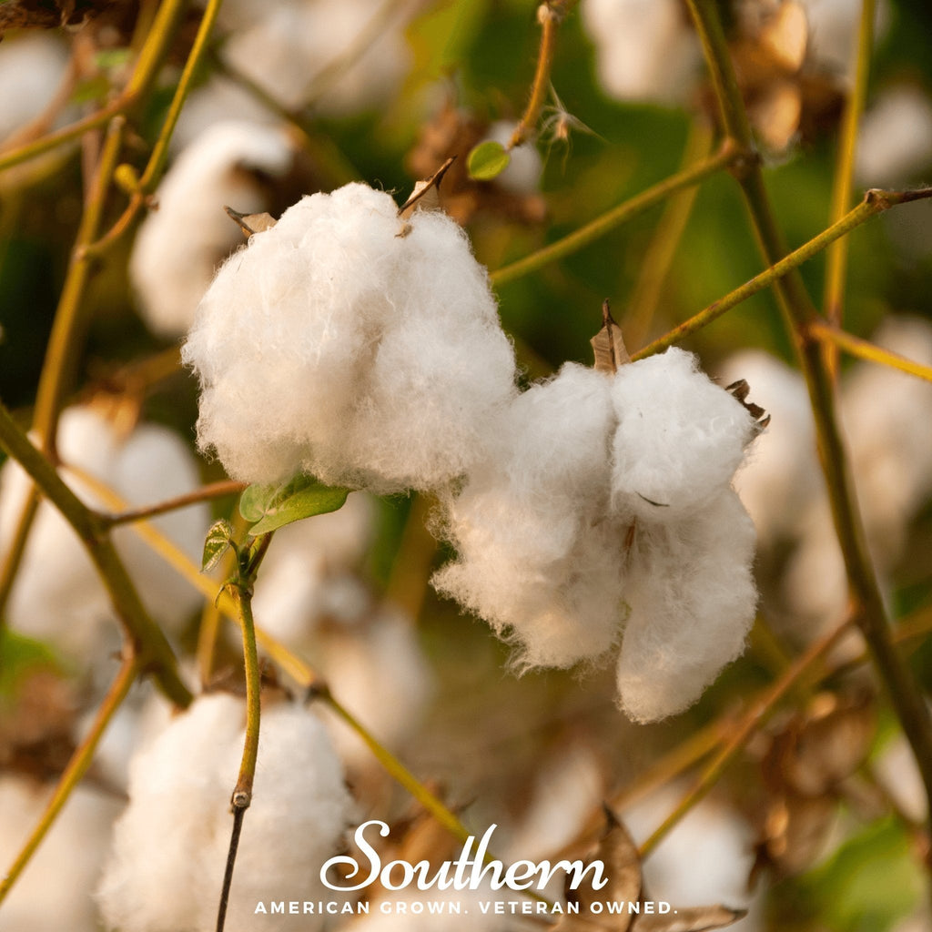 Levant Cotton – 20 Seeds